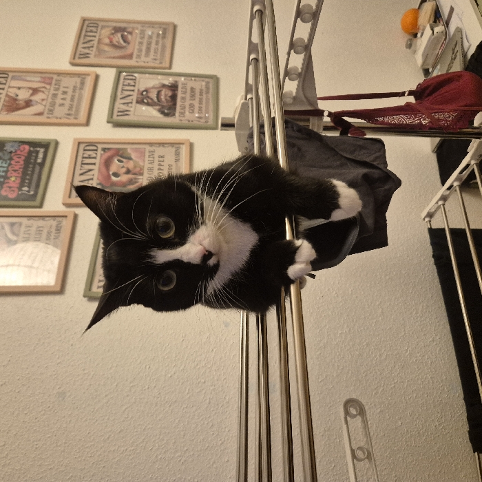A black and white cat hangs upside down from a metal clothes drying rack. The cat's face is prominently displayed, with green eyes and long white whiskers. Framed "Wanted" posters adorn the wall in the background, alongside other items like a red garment. The rack is partly covered with draped clothing. The angle is off-center, making the scene more dynamic.