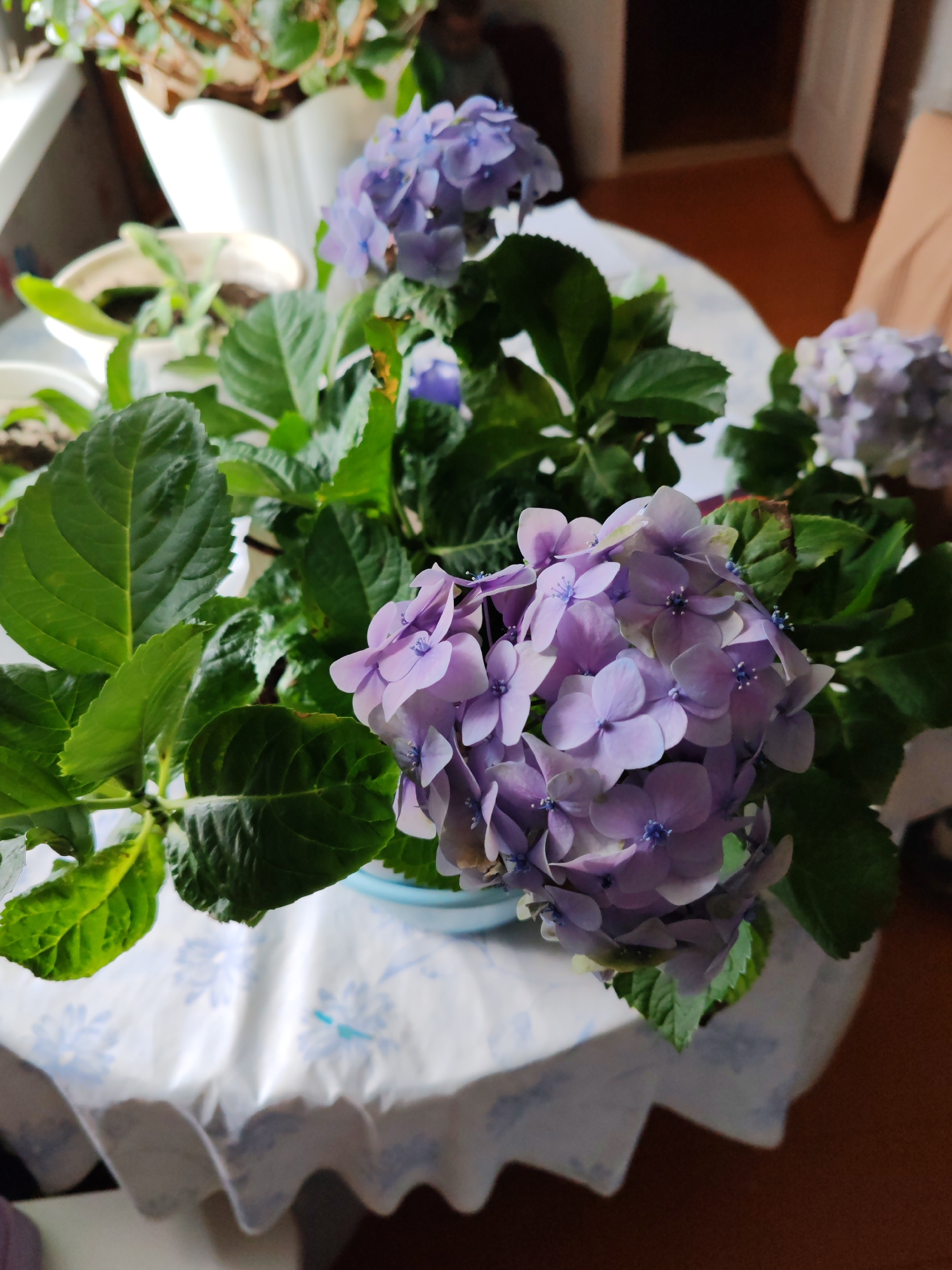 A high-angle, medium shot shows a purple hydrangea plant in a blue pot on a white table. The table is covered with a tablecloth that has a blue floral pattern. The leaves of the plant are a deep green. There are three clusters of purple flowers, one in the foreground and two in the background. The flowers have small blue centers. In the background, there are other potted plants on a windowsill. A partially visible doorway and a piece of furniture are in the background on the right side. The image appears to be taken indoors. There is no indication this image was taken in Yol'baza, Russia.