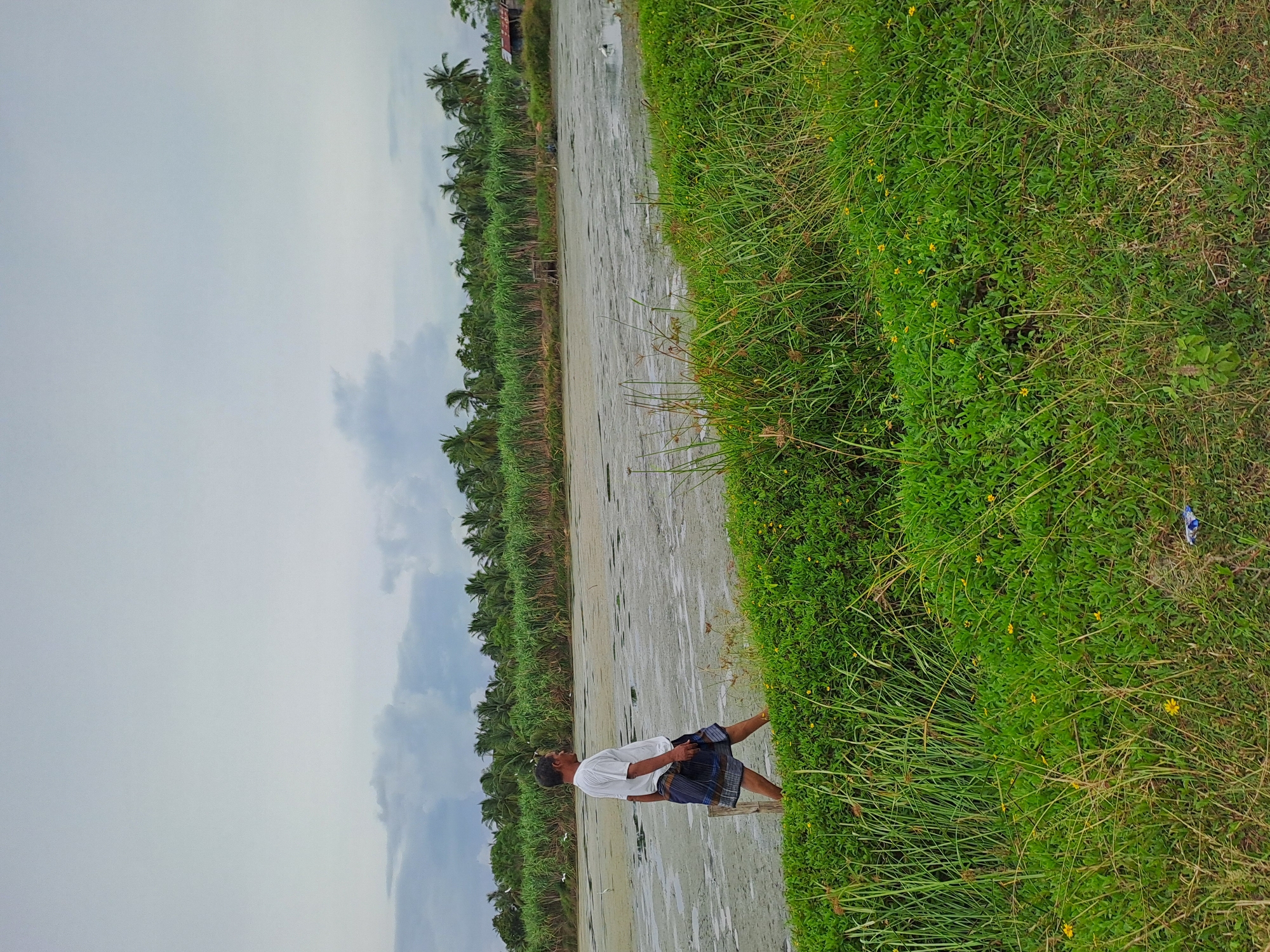 A man wearing a white t-shirt and a sarong walks along the edge of a body of stagnant water. The water is covered with a green, algae-like substance. Behind the water, a dense line of tall green plants, possibly sugarcane, stretches across the horizon. Coconut palm trees are visible above the green plants. A small, red-roofed structure, possibly a hut, is located on the far right, nestled amongst the trees. The sky is overcast with gray clouds. The foreground is dominated by lush green grass and some scattered yellow wildflowers. Several white birds are scattered in the water and in the air. The image appears to be taken in a rural area of Pulonaleung, Indonesia, given the vegetation and style of the dwelling.