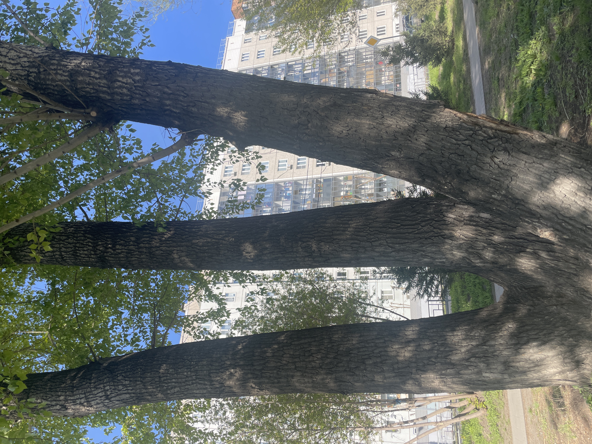 The image shows three tree trunks stretching across the frame, viewed from below, with a building visible in the background. Green foliage is present amongst the branches of the trees, and a patch of blue sky is visible in the upper left corner. A sidewalk and grassy area are seen to the right of the trees. The trees appear to be in a park or urban green space. This photo was taken in the city of Krasnoyarsk, Russia.