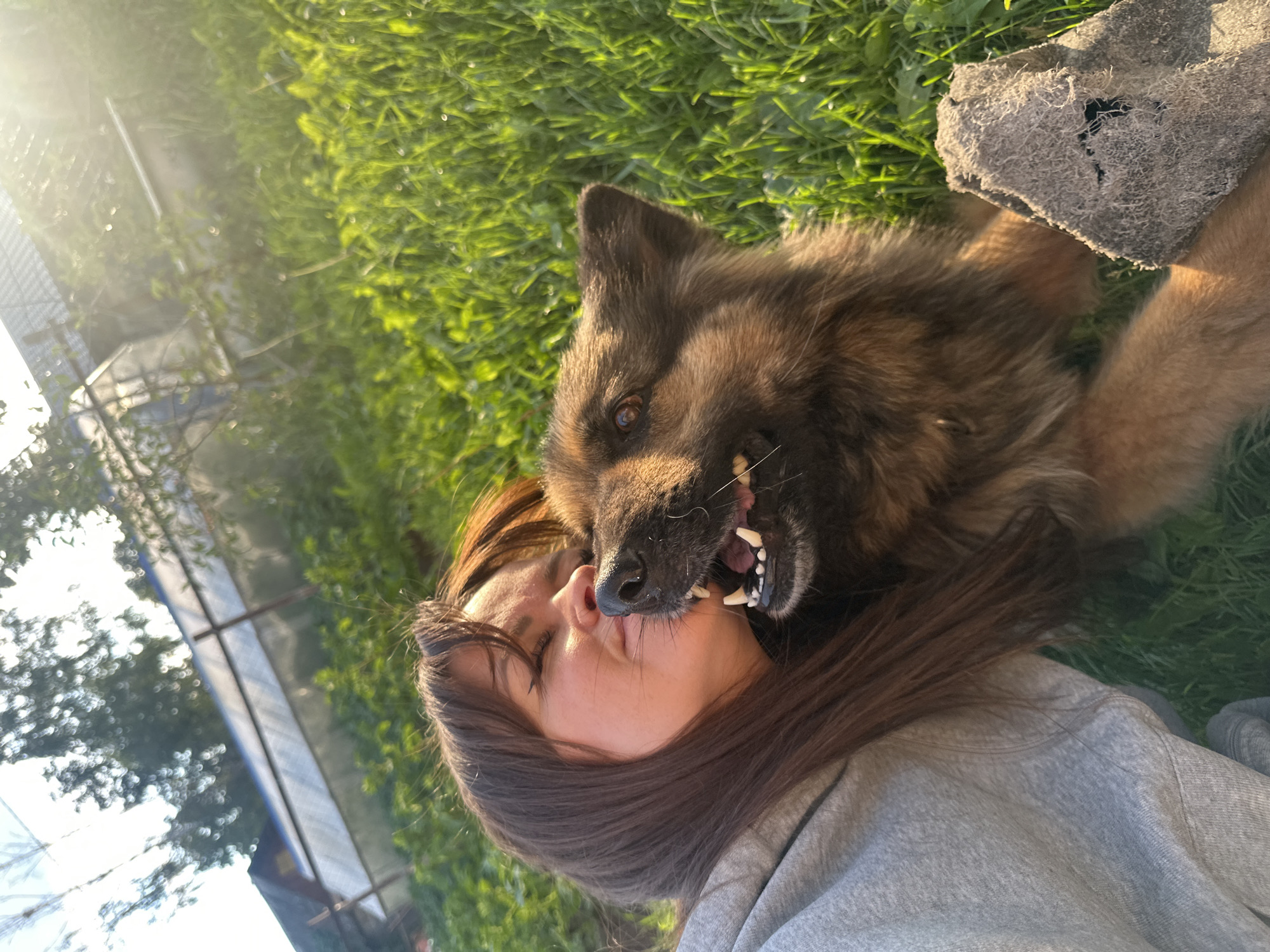 A young woman with long brown hair is lying down, with her face close to a German Shepherd dog. The dog's head is also close to the woman's face, with its mouth open and teeth visible. Both subjects appear to be on a grassy area, with sunlight shining brightly, suggesting it is daytime. In the background, there is a fence and some trees, hinting at an outdoor setting. The overall scene seems to capture a moment of playful interaction between the woman and her dog. The lighting suggests it might be late afternoon or early morning due to the long shadows and warm glow.