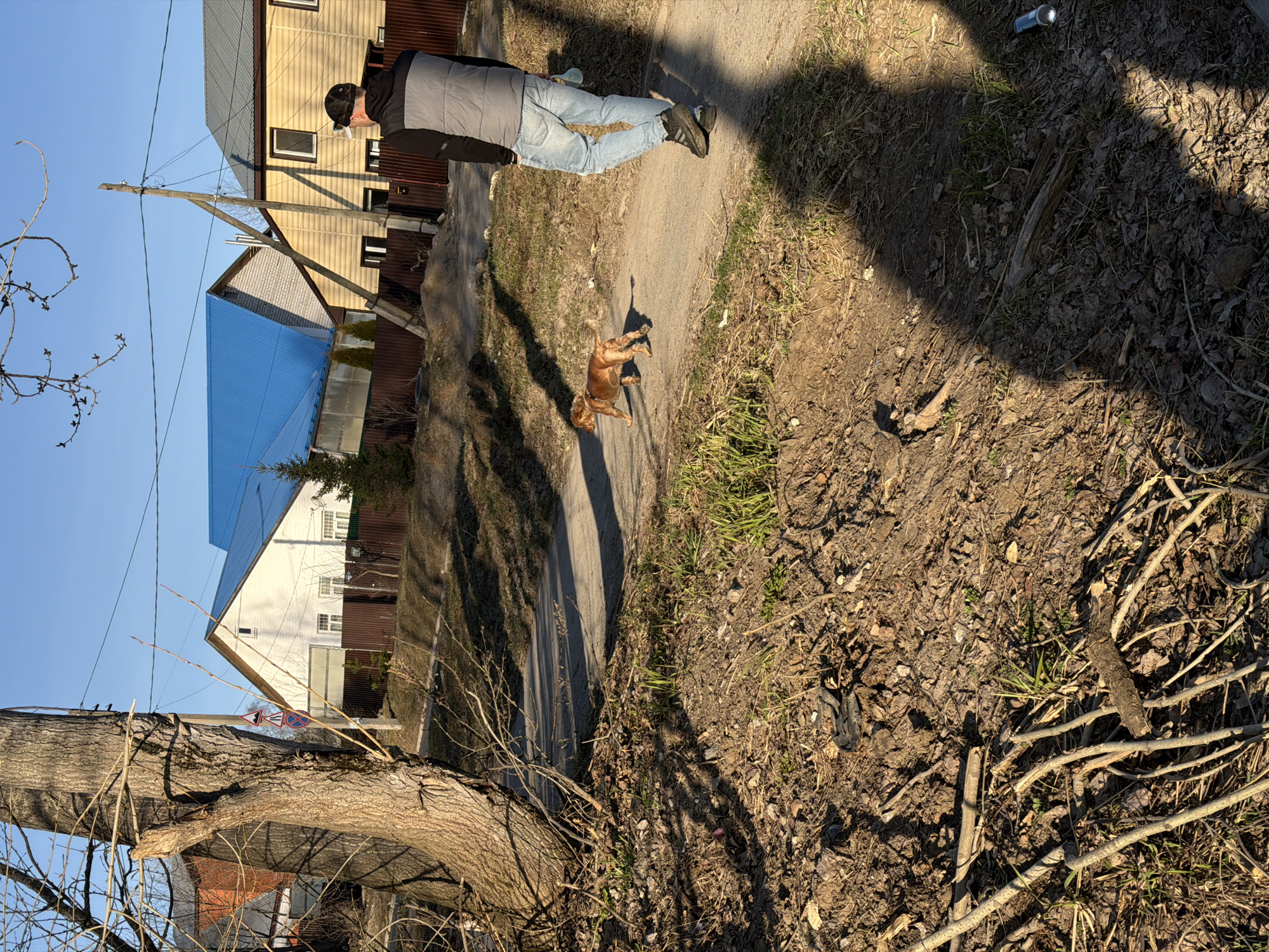 A person and a dog are walking on a paved path in Berezniki, Russia. The person is wearing jeans, a black jacket, and a baseball cap. The dog is brown. The path is bordered by grass and dirt. There is a can visible at the edge of the path. Several houses are visible in the background, one with a blue roof. A utility pole stands near the houses. A large tree with a no parking sign is in the foreground. The sky is blue.