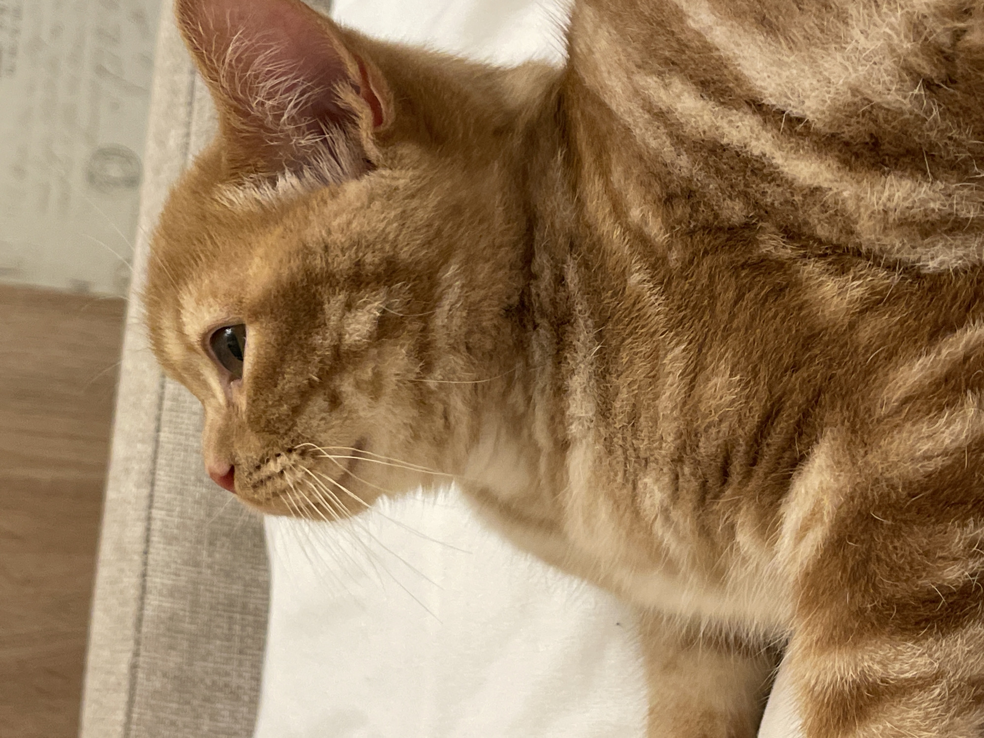 An orange tabby kitten is lying on a white surface, possibly a bed or sofa. The kitten's head is turned to the left, and its gaze is directed upwards and to the left. Its fur is a mix of orange and lighter stripes. The background shows a textured surface, likely upholstery, in a neutral color. The image is a close-up shot, focusing on the kitten's face and upper body. There is no indication of the city of Kommunarka, Russia in the image.
