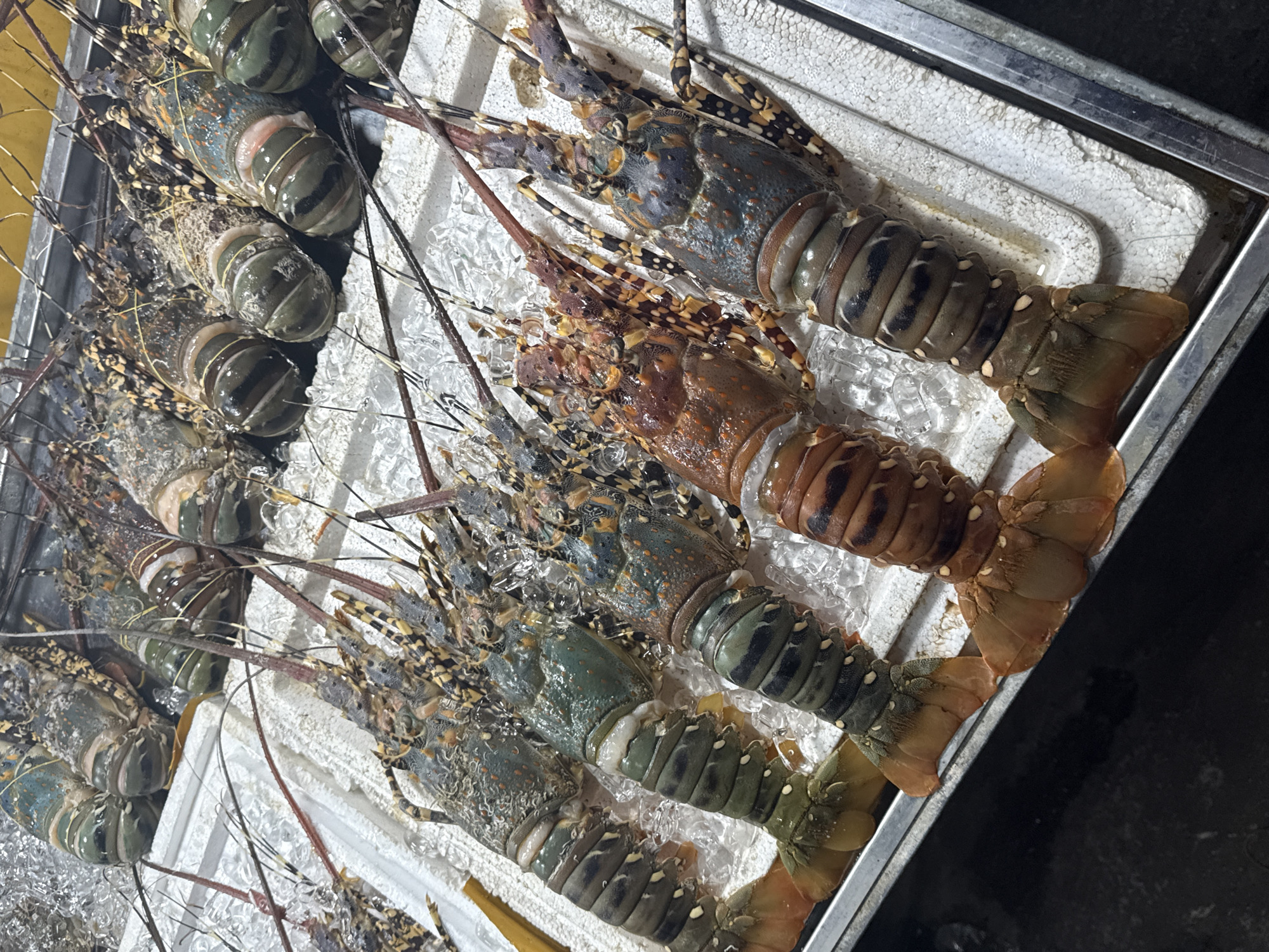 The image shows a metal tray filled with ice and several spiny lobsters, likely for sale. The lobsters are arranged in rows, displaying a variety of colors from greenish-gray to brownish-orange. They feature prominent antennae and textured bodies. The background suggests an outdoor setting, possibly a seafood market or restaurant display. Given the prompt's specification, it is probable this image was taken in Đà Nẵng, Vietnam.