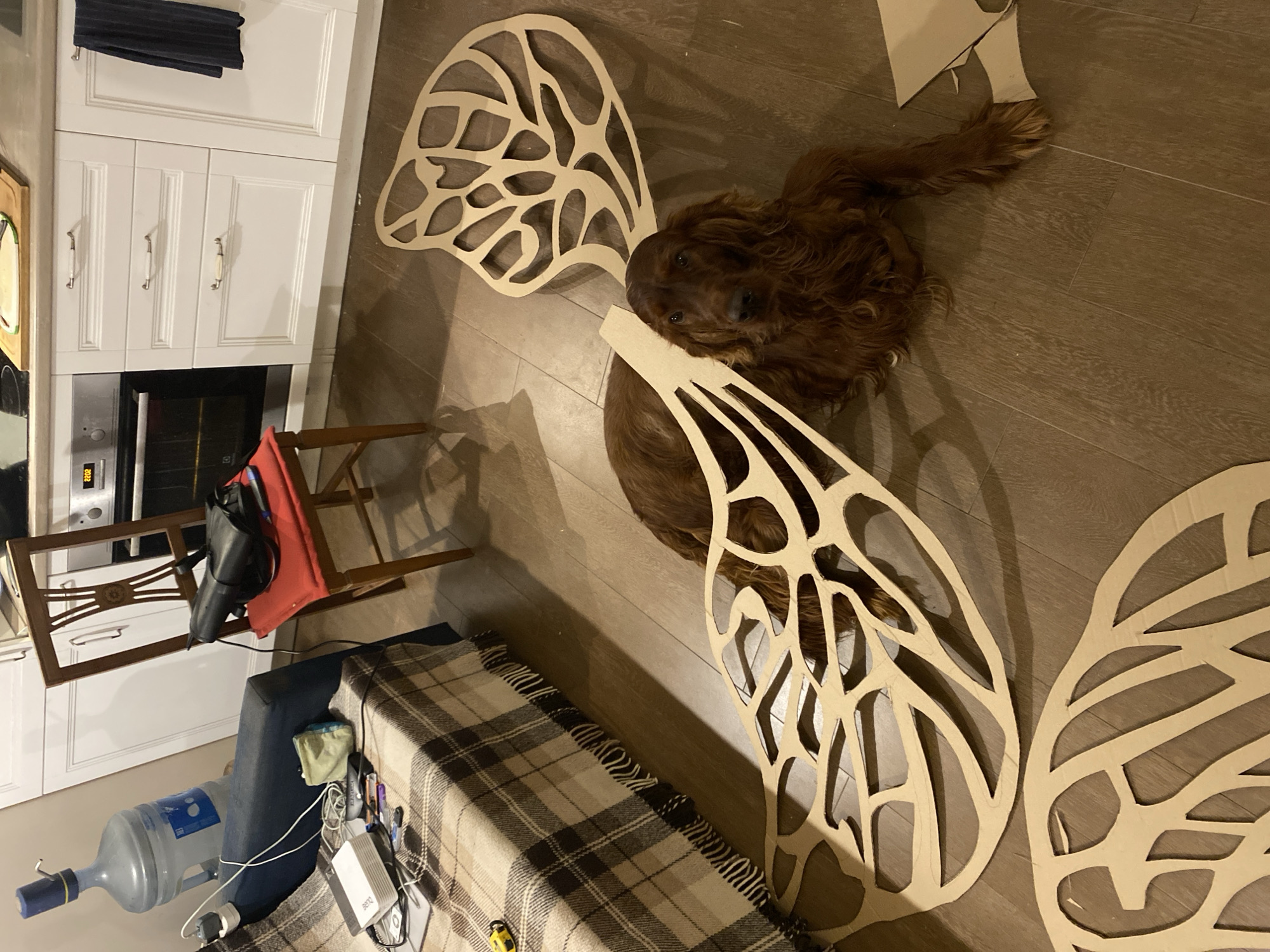 The image shows a domestic interior scene with a brown Irish Setter dog lying on a wooden floor. The dog is positioned between three large, laser-cut wooden objects resembling stylized butterfly wings. The wings are arranged around the dog, creating an impression of potential attachment.
In the background, a section of a kitchen is visible, featuring white cabinets, a built-in oven, and a microwave. A wooden chair with a red cushion is placed near the cabinets, and a glue gun rests on the chair. A blue cushion and a plaid blanket are seen in the foreground, along with a water dispenser and some electronic devices and chargers.
There is no information to determine the location is Lobnya, Russia.