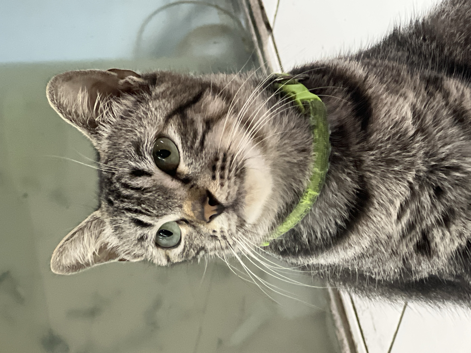 A medium shot shows a tabby cat looking to the left. The cat is wearing a bright green collar. The cat has green eyes and white whiskers. The background is out of focus and appears to be an indoor setting with white floor tiles and a wall with a subtle pattern. There is a circular object in the background to the right. The lighting appears to be natural, coming from the right. The image was taken in Kuta Selatan, Indonesia.