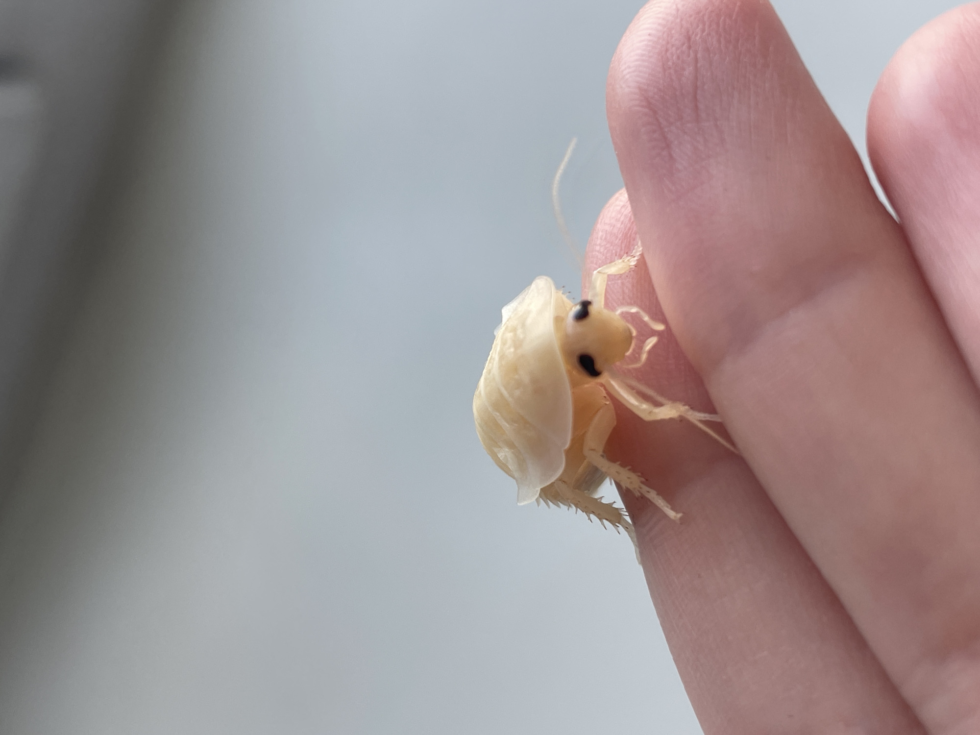 A light-colored cockroach is perched on a person's finger, held in close-up against a blurred light gray background. The cockroach is light yellow or cream-colored, with distinct black eyes and long, delicate antennae. Its legs are also visible, appearing spindly and light-colored. The finger beneath the insect shows clear skin texture, with fingerprint patterns visible. The background is uniformly out of focus, suggesting an indoor environment or a close-up shot that isolates the subject. There is no information available to determine the location within the city of Hrodna, Belarus.