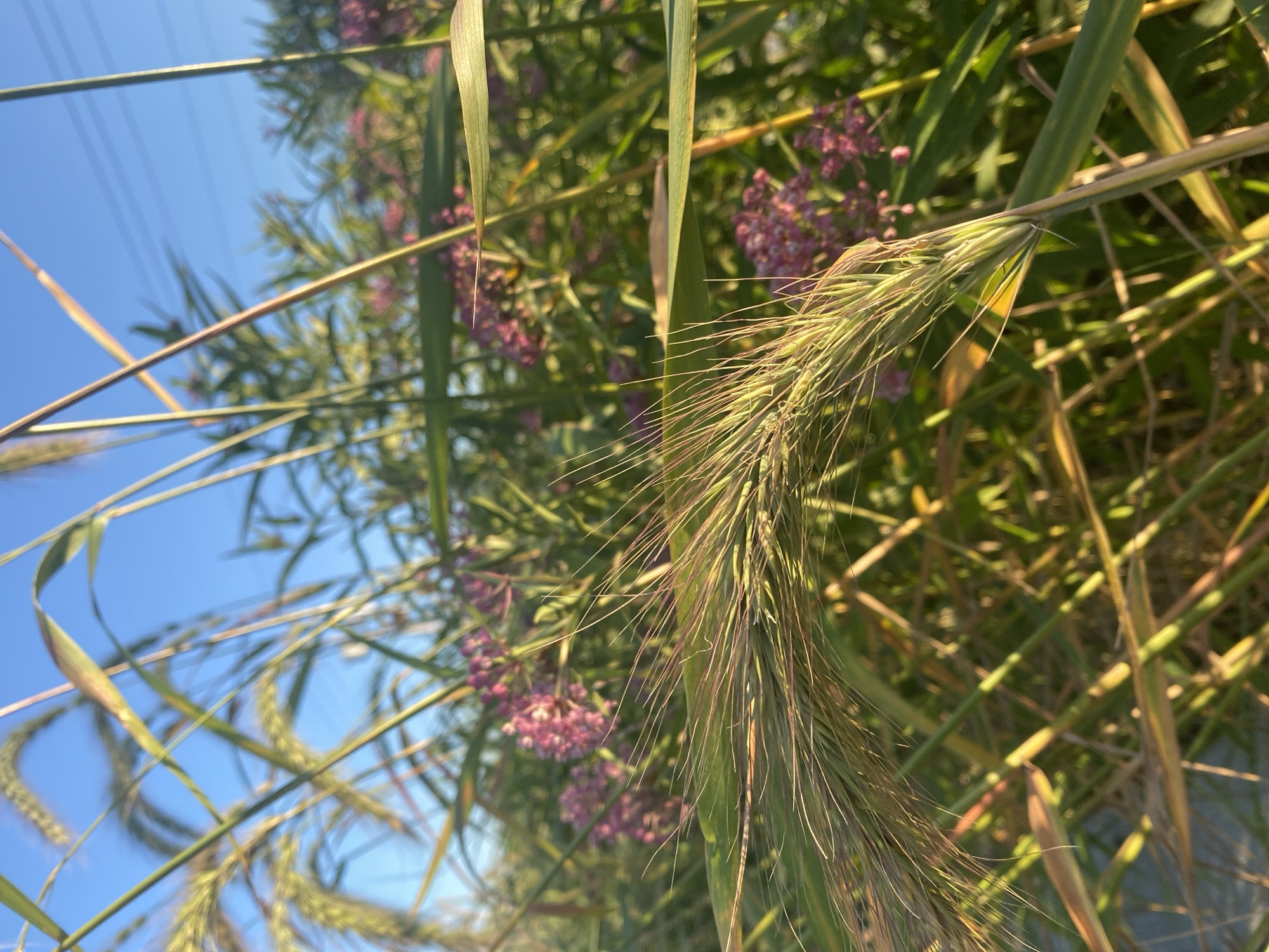 In Vaudreuil-Dorion, Canada, a close-up, low-angle shot captures a wild grass seed head in the foreground, bathed in the warm light of what appears to be late afternoon or early morning. The grass is predominantly green with streaks of brown and reddish-purple, and its awns (the bristle-like structures) extend outwards. Behind the prominent grass, a cluster of small, pink flowers, likely milkweed, are visible, interspersed with more green foliage. The background is a clear, bright blue sky, with faint, dark lines that could be power lines or distant trees silhouetted against the sky. The focus is sharp on the foreground grass, with the background elements progressively blurred, creating a sense of depth. The scene is natural and appears to be an outdoor environment, possibly a field, meadow, or roadside verge. There are no people or man-made objects, other than the possible power lines in the distance, clearly visible in the image.