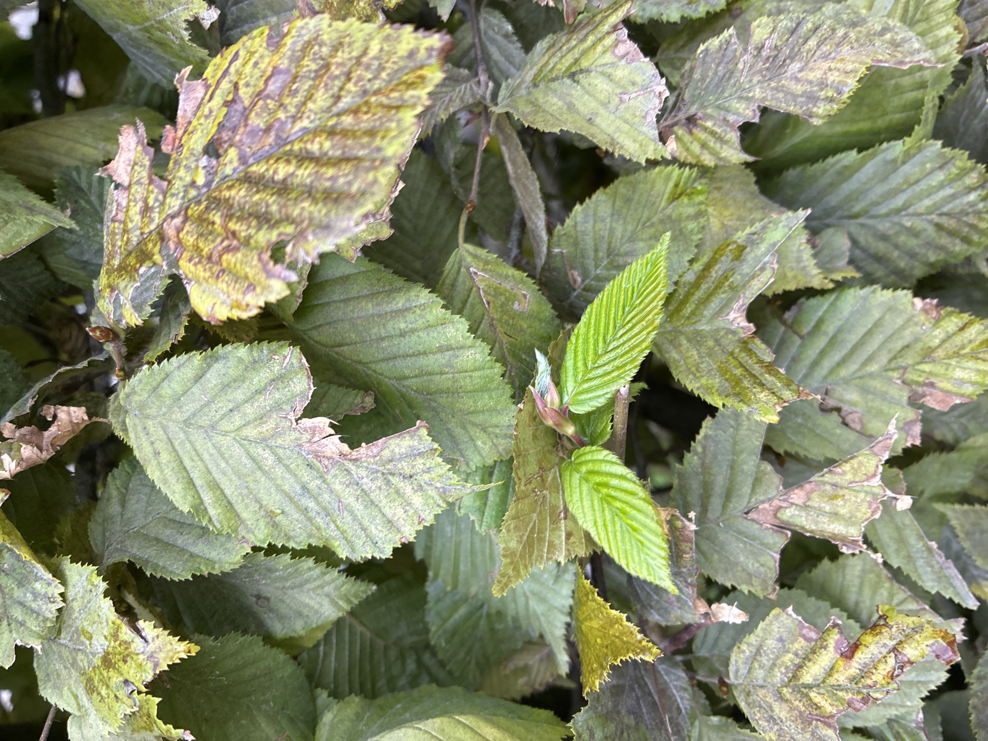 The image shows a close-up view of a dense cluster of green leaves, some of which are discolored with brown and yellow patches, indicating potential wilting or disease. The leaves are ovate with serrated edges and prominent venation. In the center, two bright green, younger leaves are unfurling, with a small bud visible to their right. The background is a dark blur of more foliage. The scene is a natural outdoor environment, likely a garden or park. There are no people or specific landmarks visible to indicate the location within Kuks, Czechia.