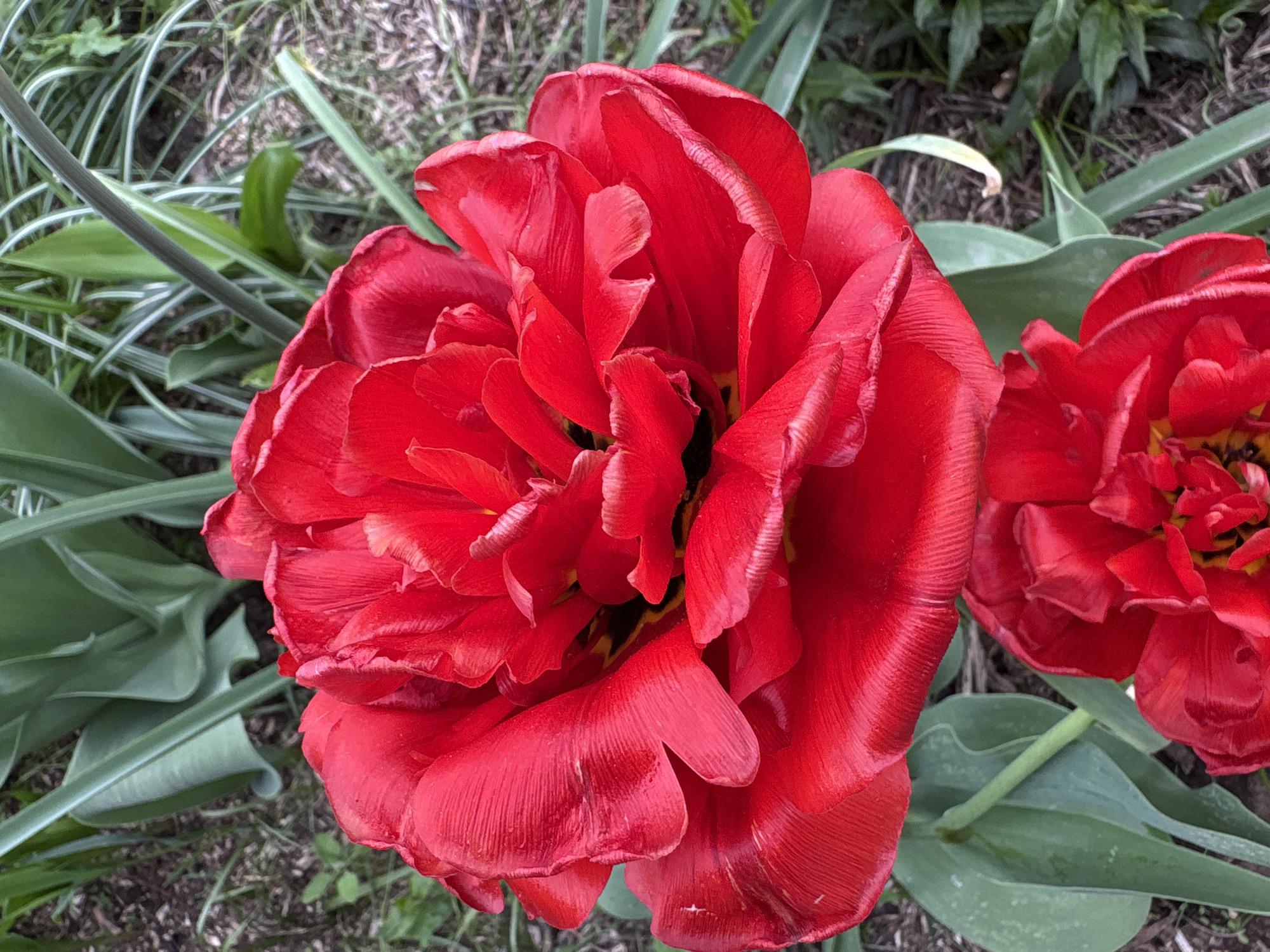 The image shows a close-up of two red, double-flowered tulips surrounded by greenery. The petals of the larger tulip in the center-left are deeply ruffled and textured, with visible veining. The second tulip is partially visible on the right. The background consists of green leaves and blades of grass amongst dirt and mulch. There is no indication of the image's location being Dubovaya, Russia. The image contains no people, actions, or interactions.