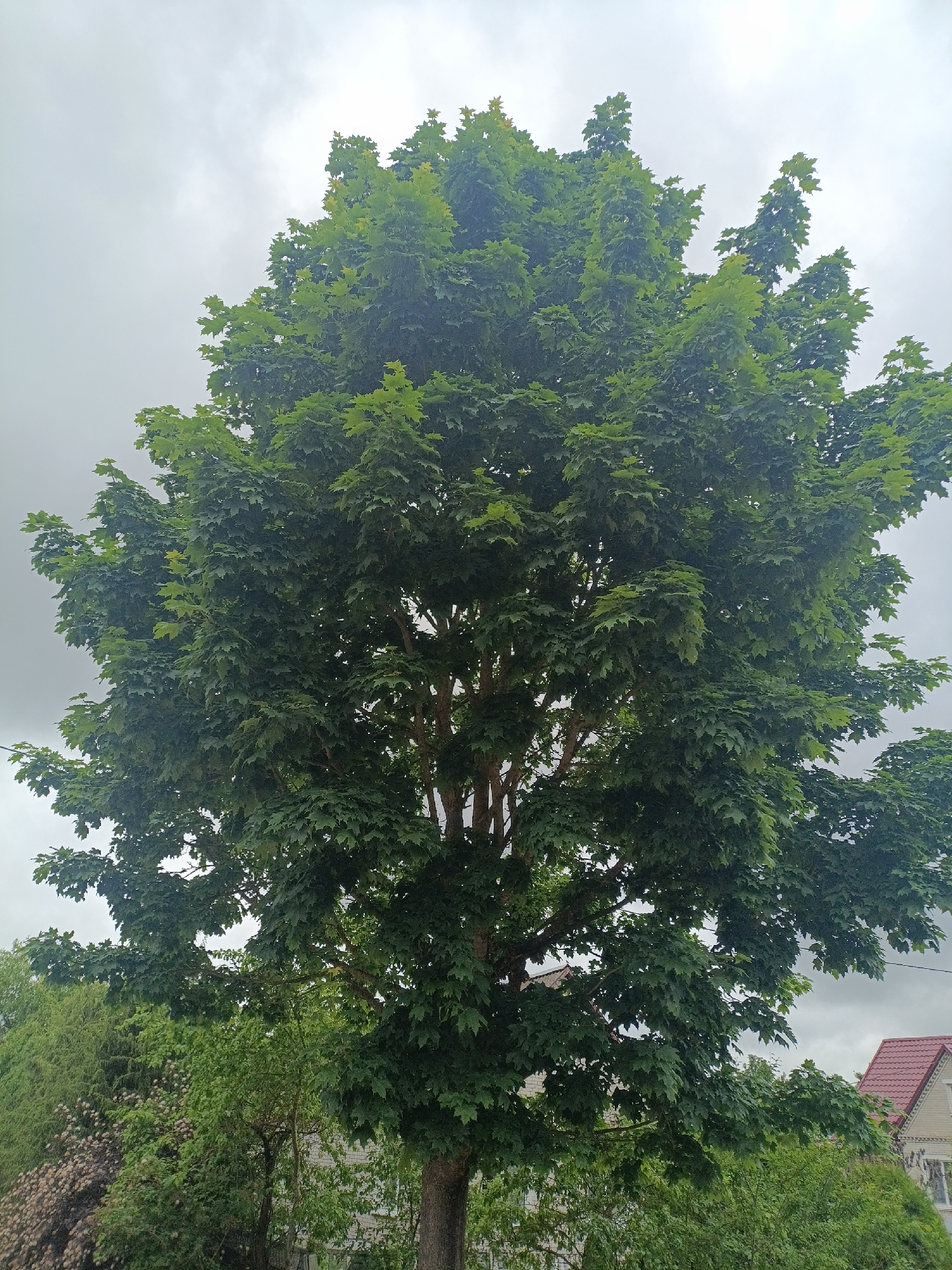 A full-shot, eye-level, outdoor photograph captures a large, leafy green tree dominating the center of the frame, set against a cloudy gray sky. The tree's dense foliage creates a rounded canopy, with branches and leaves visible from the trunk upwards. Below the main tree, to the left, are smaller trees and bushes, including one with light pink blossoms. To the right of the main tree, a portion of a building with a reddish-brown tiled roof is visible, along with more green foliage. The overall scene suggests a suburban or rural setting on an overcast day.