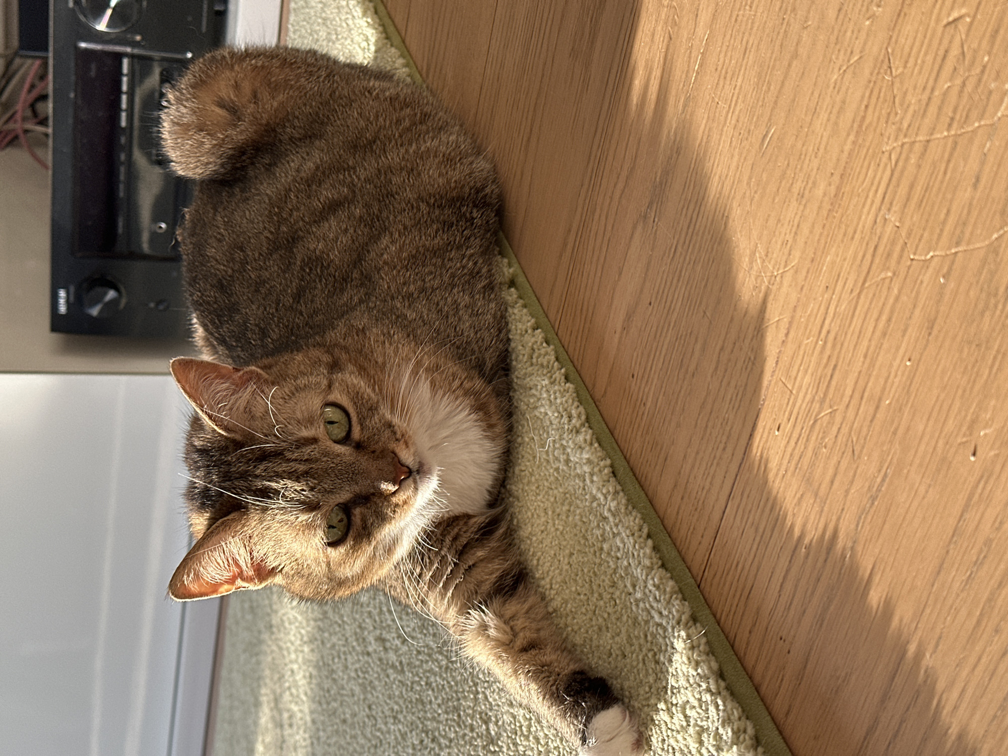 A brown tabby cat with white markings is lying on a light green rug. The rug is positioned between a light-colored wooden floor and a white wall with a black electronic device attached. The cat is facing the camera, stretching its front paw. The scene is likely indoors and there is no evidence to suggest the location is Minsk, Belarus.