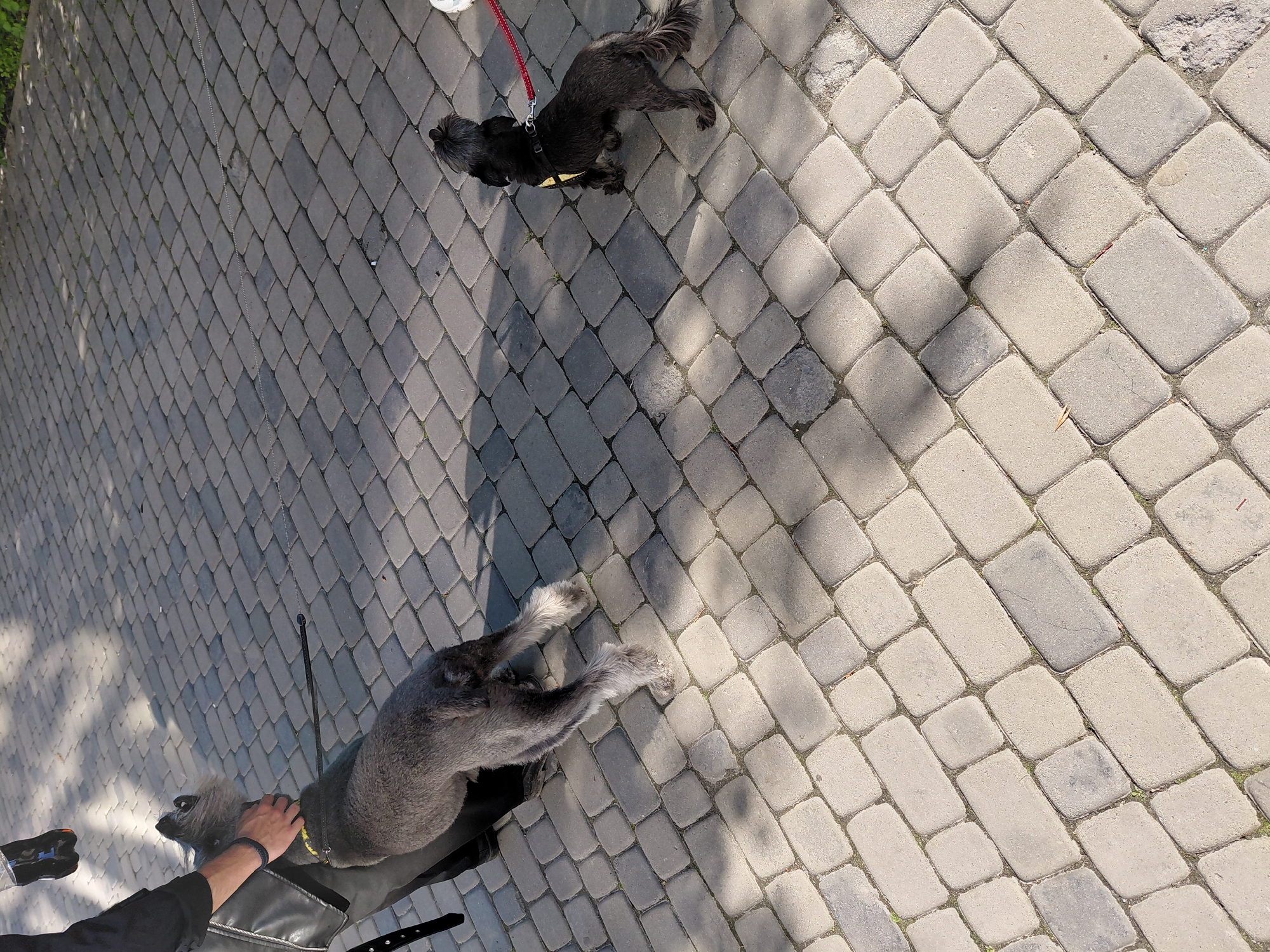 The image, captured from an overhead perspective and oriented vertically, displays two dogs and parts of a person on a paved outdoor surface. The ground is made of light gray and beige interlocking pavers, arranged in a diagonal pattern of rectangular and square blocks. Strong sunlight casts distinct shadows across the pavement, indicating a bright, clear day.
In the lower left portion of the frame, a person's hands and arms are visible. A right hand, adorned with a dark wristband, is gently petting a shaggy, medium-sized gray dog, which is either sitting or lying down. This dog wears a yellow harness, and a thin black leash extends from it towards the lower left. Below the person's arm, a black leather-like bag or jacket is visible, along with a dark strap. The person's left hand holds a small black device, possibly a phone or remote.
Towards the upper right, a smaller, shaggy black dog stands on the paved surface. This dog also wears a yellow harness, from which a red leash extends upwards and out of the frame, suggesting another individual is holding it or is off-camera.
The scene depicts a peaceful moment outdoors, likely on a public path or sidewalk, where dogs are being attended to or walked. The dogs appear calm, and the interaction with the gray dog suggests affection. No visible text or specific location landmarks are present. The distinct shadows indicate the time of day is sunny, possibly late morning or afternoon.