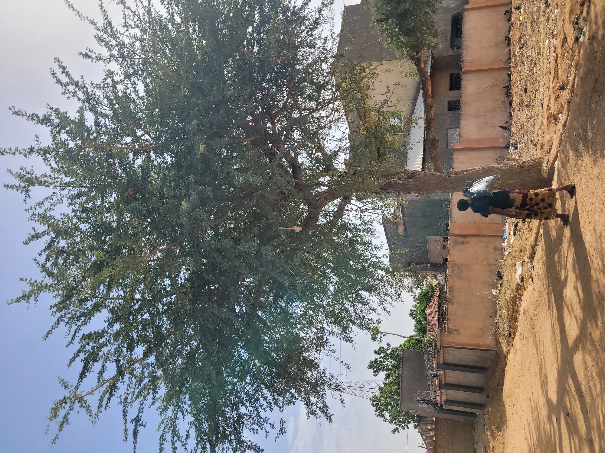 This image captures a vibrant outdoor scene in what appears to be a semi-urban or rural setting, consistent with Barakin Akawo, Nigeria, during daytime under a bright, clear sky.
The prominent subject on the left is a large, mature tree with a thick trunk and a full canopy of green, slender leaves, suggesting a type of acacia or similar hardy tree. Its extensive branches spread out, casting shadows on the ground.
On the right, a person is walking along a dry, unpaved dirt path. The individual is dressed in a dark top and a patterned skirt, and is carrying a light-colored bag, possibly made of plastic, on their head or shoulder. Their bare feet are visible as they move along the sun-drenched path.
Behind the person and to the right of the path are several buildings. These structures, possibly residences or commercial properties, are constructed with concrete or similar materials, some appearing to have unfinished or weathered facades in shades of grey and light brown. Several walls are topped with barbed wire. The ground adjacent to these buildings is rough, unpaved, and shows signs of dry vegetation and scattered debris.
In the background, a tall, metallic power transmission tower stands against the bright sky, indicating the presence of infrastructure. The bright sunlight creates clear shadows on the ground, highlighting the dry and dusty nature of the environment. There is no visible text in the media file.