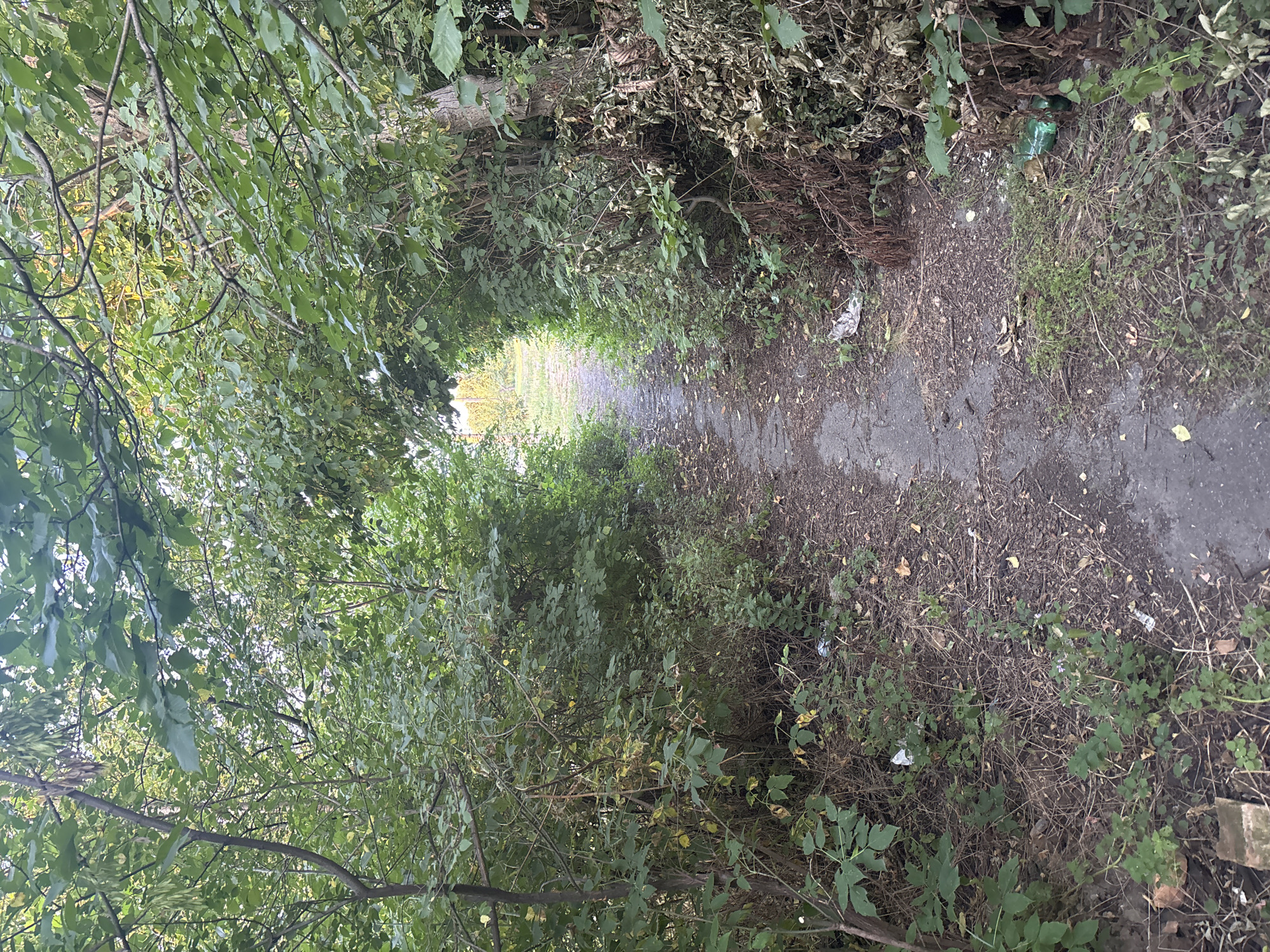A narrow, unpaved pathway winds through dense vegetation, creating a tunnel-like effect with branches arching overhead. The path is covered in dirt and fallen leaves, with scattered debris, including plastic bottles and paper, visible along its edges. The surrounding foliage is a mix of green and dry, dead leaves, suggesting an unkempt or naturalized area. The path appears to lead towards a brighter, more open space in the distance, where some lighter colored structures or vegetation are visible. The overall scene depicts an overgrown, somewhat neglected outdoor pathway within a natural setting, possibly on the outskirts of a residential area in Kryvyi Rih, Ukraine.