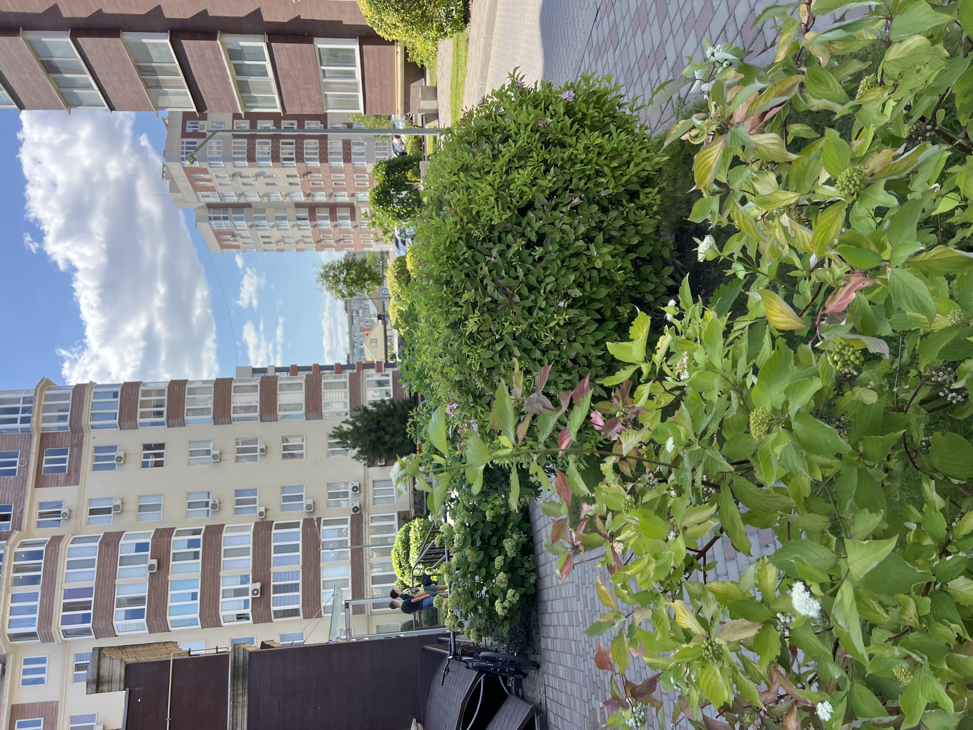 This image captures a residential courtyard in Kryzhanivka, Ukraine, under a bright, cloudy sky. In the foreground, lush green bushes and plants with white flowers and developing berries line a paved walkway made of red and grey interlocking bricks. To the left, a black bicycle is parked near the entrance to a building. In the middle ground, two young males are standing on a pathway, facing each other and engaged in conversation. Behind them, a large, well-maintained green shrub dominates the scene. Further in the background, several modern, multi-story apartment buildings with light-colored facades and numerous windows are visible, interspersed with trees. The architecture suggests a contemporary urban development.