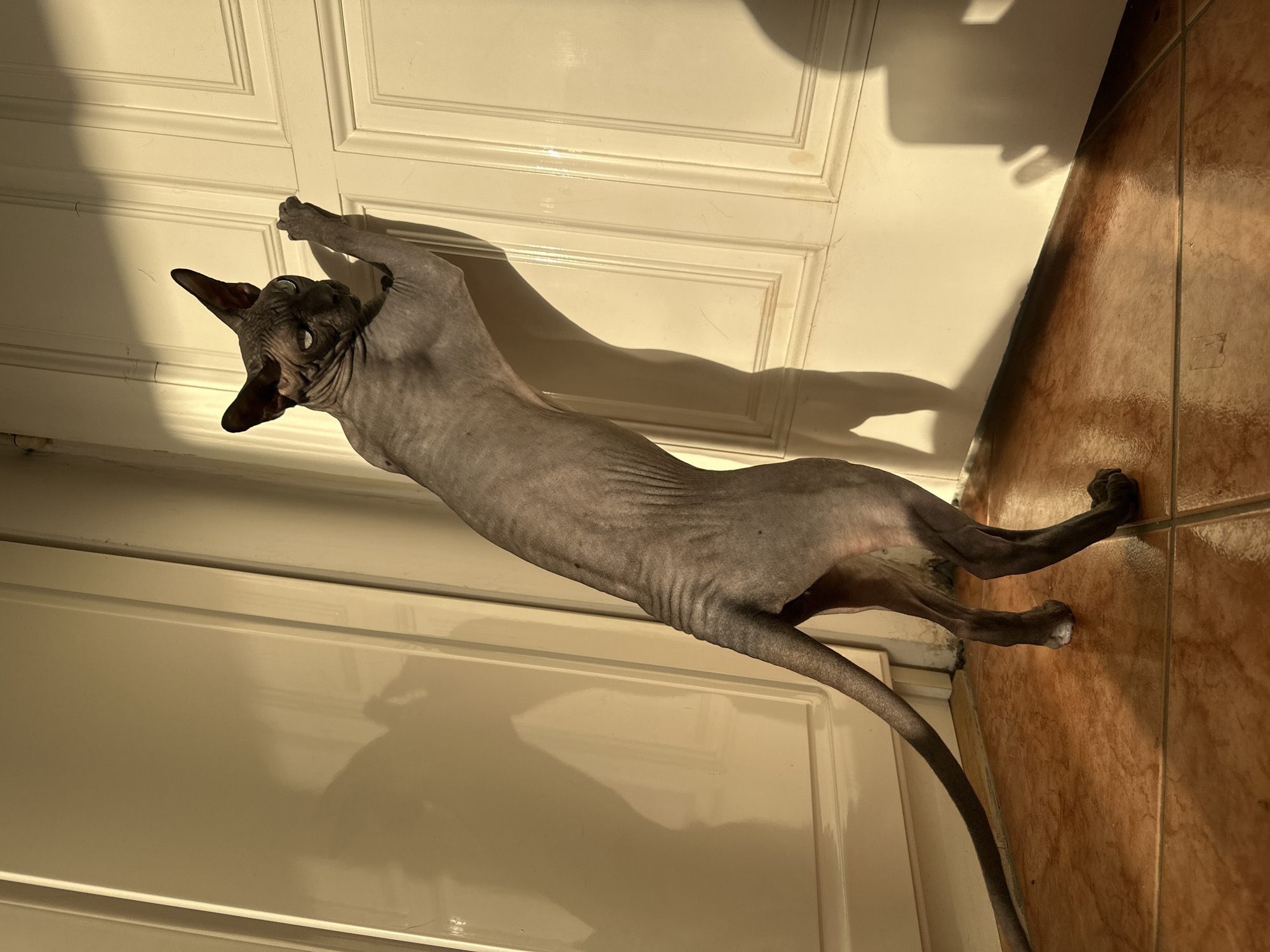 A hairless cat is stretched against a white door. The cat is gray and has a long tail. The floor is covered in brown tiles. The location is Budva, Montenegro.