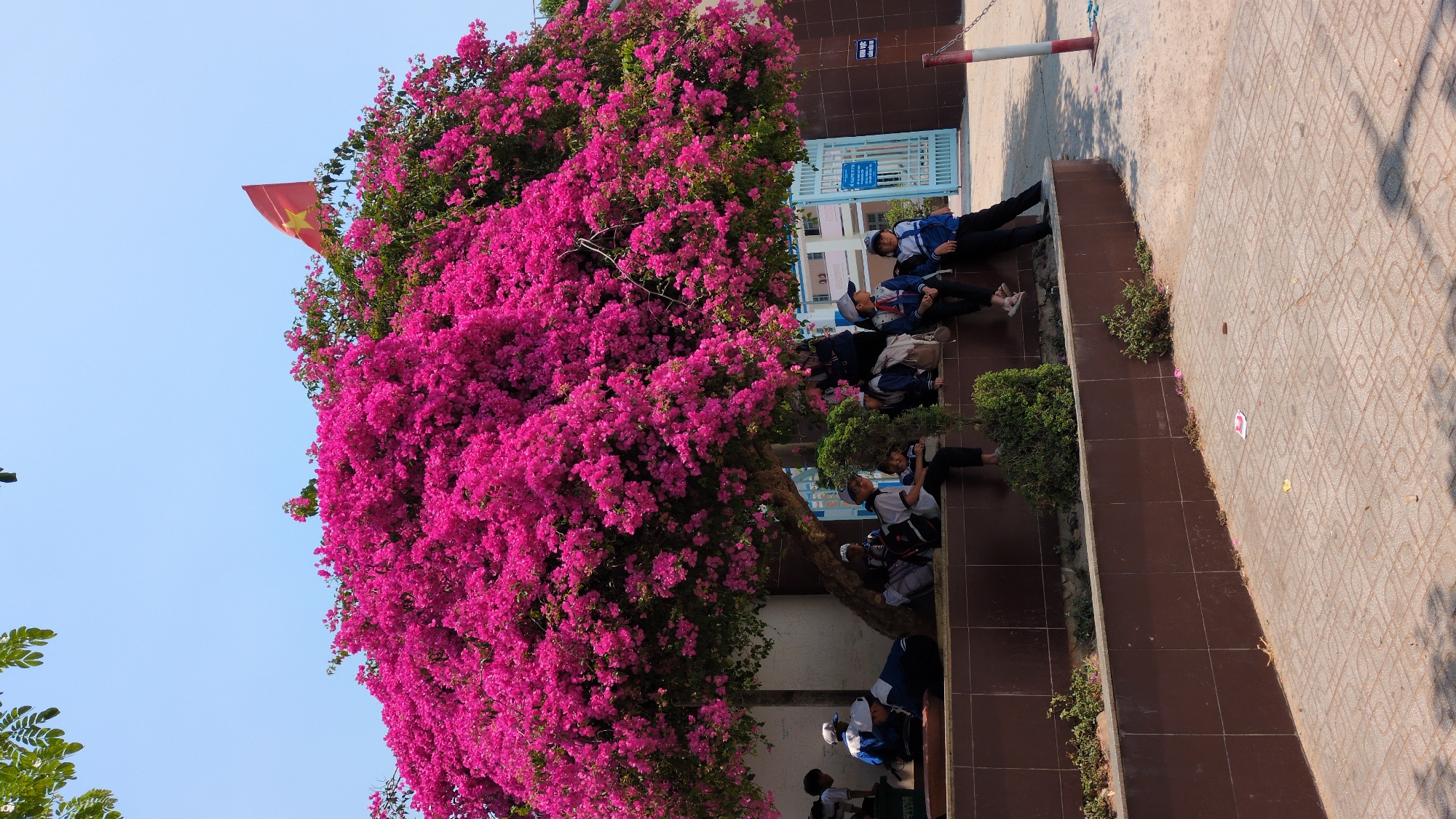A horizontal, outdoor shot shows a group of people gathered near a large, pink-flowered tree. The location is Lạc Viên A, Vietnam, as evidenced by the Vietnamese flag. The tree's pink blossoms dominate the left side of the image. A group of at least ten individuals, possibly students in uniform, are sitting on steps located near the tree's base and a low wall. The steps are tiled in brown and have small green plants. A blue gate structure is in the background, visible behind the figures, along with a red and white striped pole. The ground appears to be tiled. The sky is clear and blue.