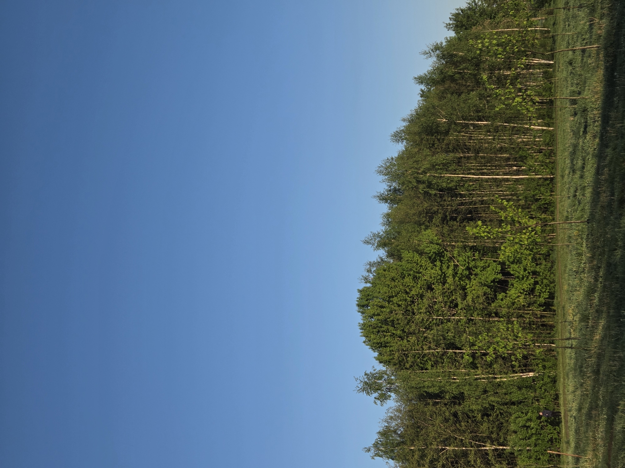 The image shows a landscape with a clear blue sky taking up the majority of the left side of the frame. On the right, a dense forest of green trees and birch trees rises up to meet the sky. In front of the forest, there is a field of tall green grass. The photograph appears to be taken on a sunny day in the Unknown, Unknown, as the colors are vibrant and the light is strong.