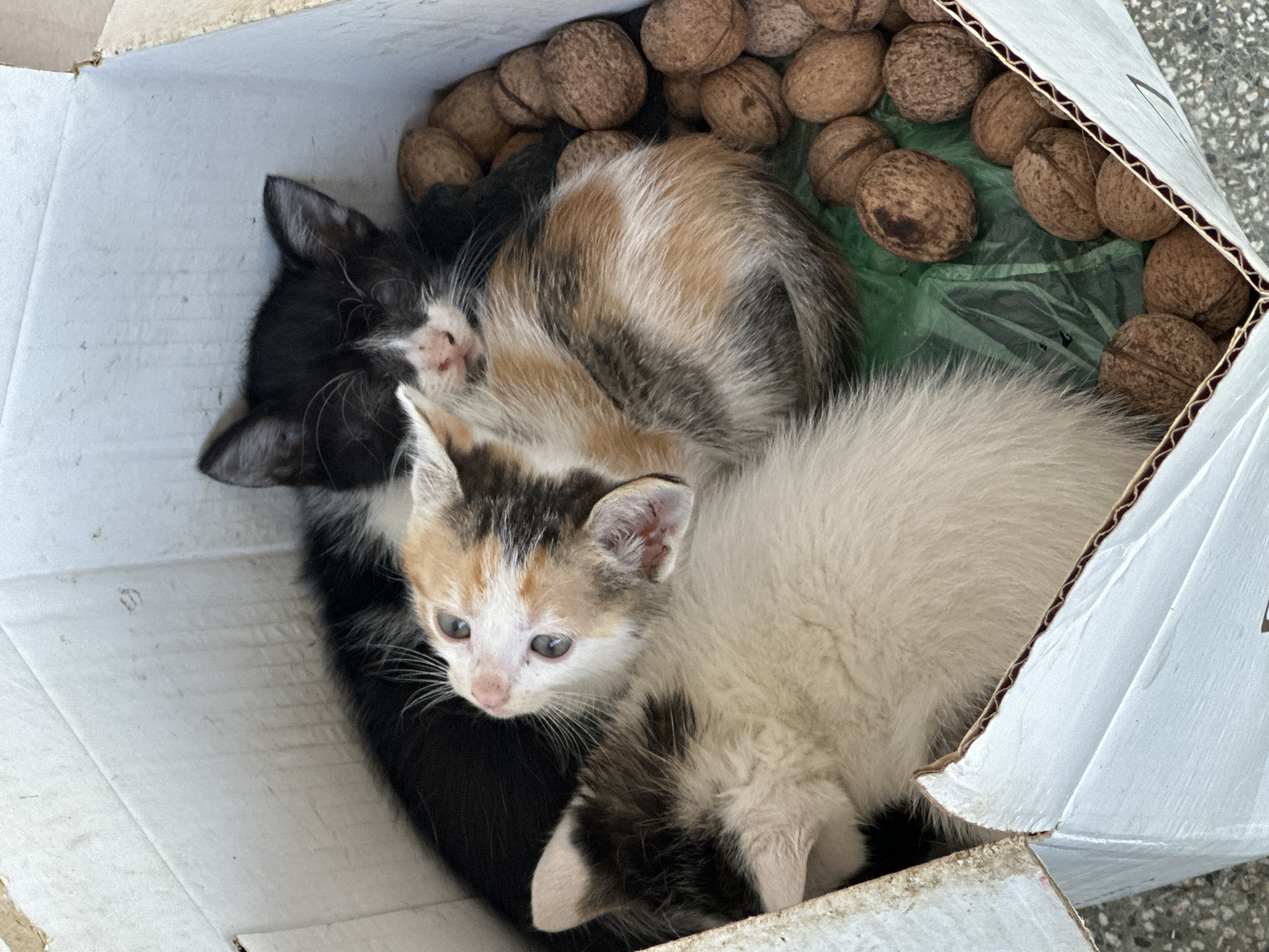 A cardboard box, containing three kittens and walnuts, sits outdoors. One kitten is black and white, another is calico, and a third is primarily white with calico markings. The kittens are huddled together. Walnuts are scattered along the top edge of the box, some resting on a green plastic lining. The scene suggests the location might be in or near Pliska, Bulgaria, due to the prompt specification, but there is no other supporting information in the image to ascertain this location. The box appears to be on a hard surface, potentially concrete or asphalt.