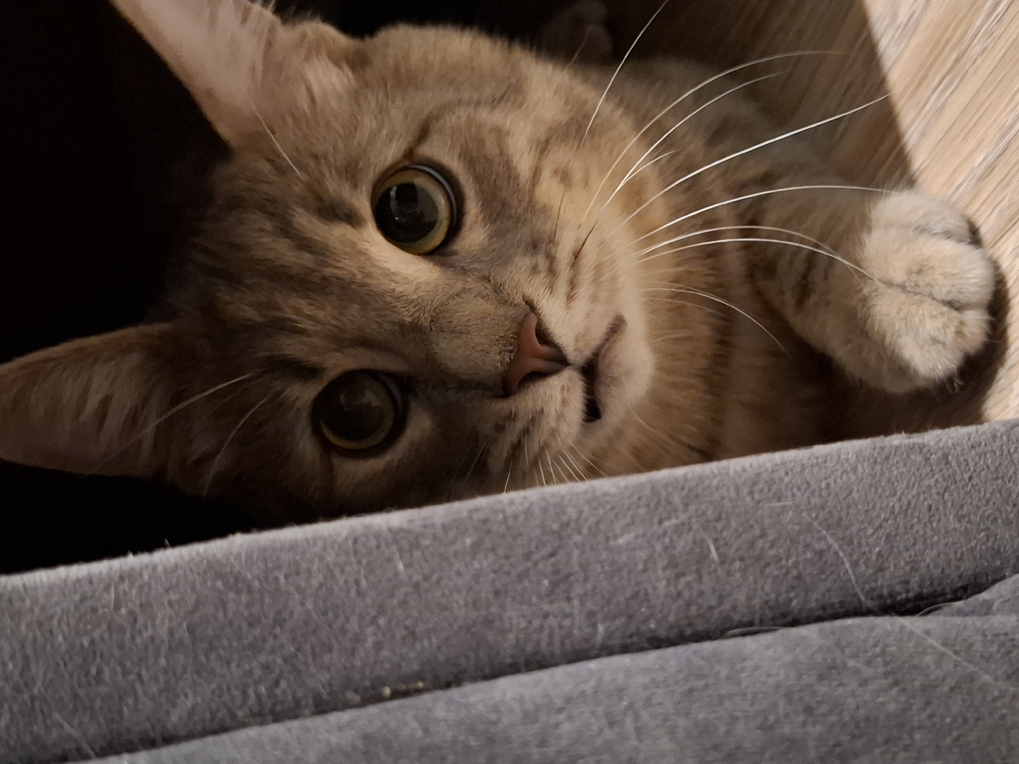 A close-up shot shows a tabby cat's face peering out from behind a dark grey fabric. The cat has large, round, green eyes with dark pupils and a pink nose. Its fur is a mix of brown and grey tabby markings. Long white whiskers extend from its muzzle. The cat's left paw is visible in the foreground, resting on a light brown wooden floor. The background is dark and out of focus, with a sliver of sunlight casting a shadow across the floor.