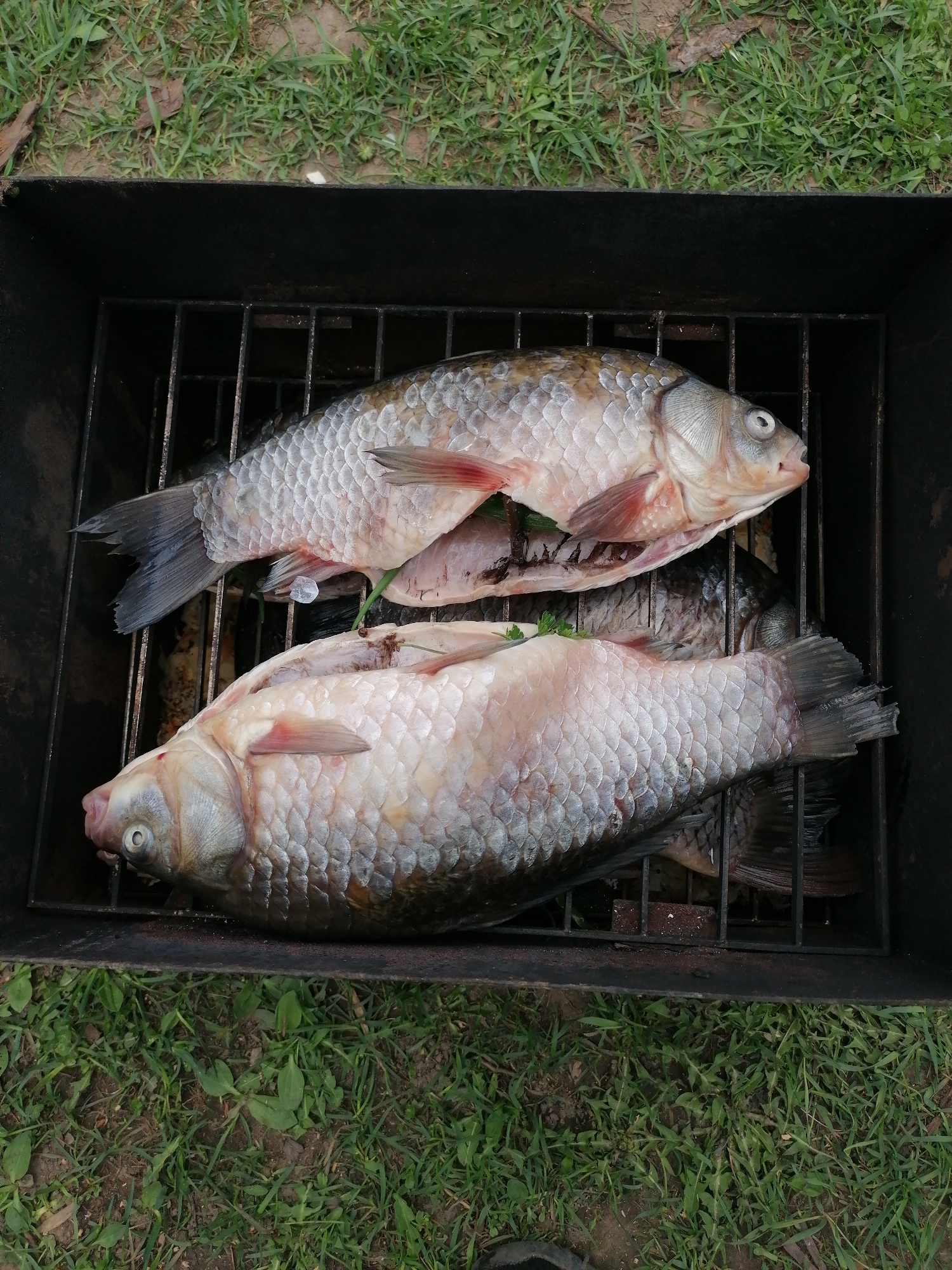 Two fish are placed on a metal grill inside a black container, likely a barbecue grill. The fish are silver with visible scales and open abdomens. The grill is positioned on the ground amidst green grass. The location is Unknown, Unknown.