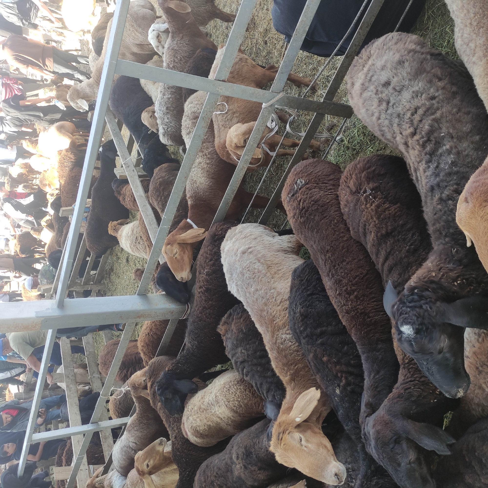 In the city of Kara-Bulak, Kyrgyzstan, a livestock market is in progress. A large number of sheep are packed into a pen, some lying down and others standing. The sheep vary in color, with shades of brown, black, and white visible. Many of the sheep have wool that appears to be matted and dirty. Several people are present in the background, some tending to the animals and others observing. The ground is covered with hay or straw, and the pen is constructed of metal bars and wooden planks. The overall scene depicts a busy and somewhat chaotic market environment focused on the sale of sheep.