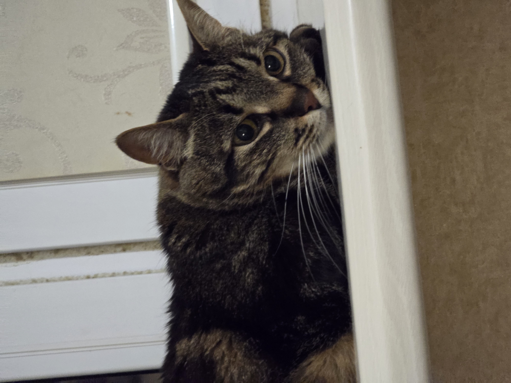 A tabby cat rests its head on a ledge, its body extending out of frame to the left. The cat is facing right, with its eyes partially closed and its gaze directed downwards. Its fur is a mix of brown, black, and grey tabby markings. The background consists of a textured wall with a floral pattern and vertical white paneling. The ledge appears to be made of a smooth, light-colored material, possibly ceramic or plastic. The scene is indoors, with soft lighting. The location is identified as Sofiivska Borshchahivka, Ukraine.