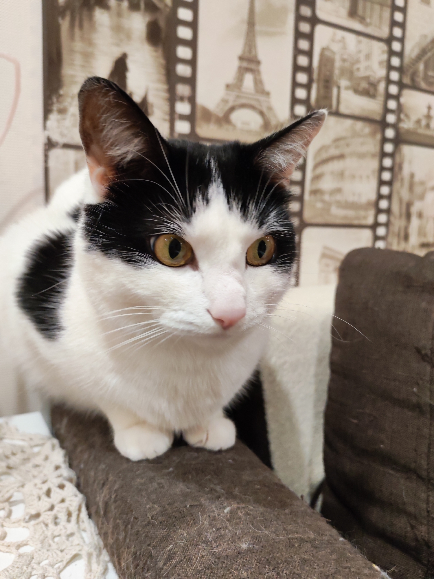 A medium shot captures a white cat with black spots perched atop a brown, upholstered object, possibly the armrest of a sofa or chair. The cat has golden eyes and a pink nose.
In the background, a wall is decorated with a film-strip patterned wallpaper featuring images of world landmarks. The wallpaper includes a black-and-white photograph of the Eiffel Tower.
The location is identified as Chaikovsky, Russia. No people are visible in the image.