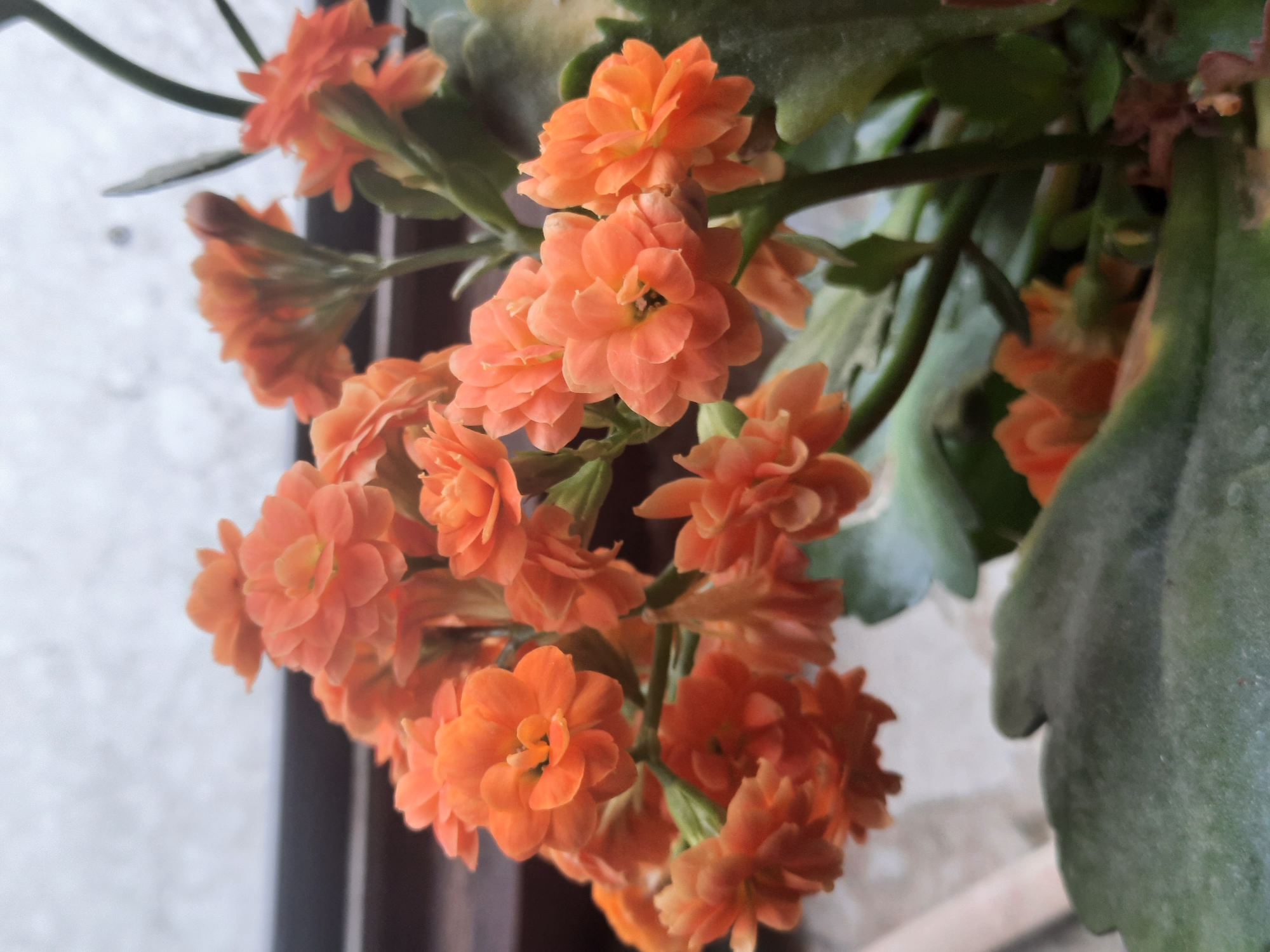 The image shows a close-up view of a cluster of small, orange flowers with multiple petals. The flowers are blooming on a plant with thick, green leaves and dark green stems. The background is out of focus and appears to be a window with a blurry, light-colored view outside, possibly suggesting a cloudy or overcast day. A dark horizontal line, possibly a windowsill or window frame, is visible in the upper portion of the image. There are no people or animals present, and no specific actions or interactions are depicted. The setting does not provide any explicit clues to its location in Rosenheim, Germany, or any other specific city. The lighting is soft and diffused, highlighting the texture and color of the flowers.