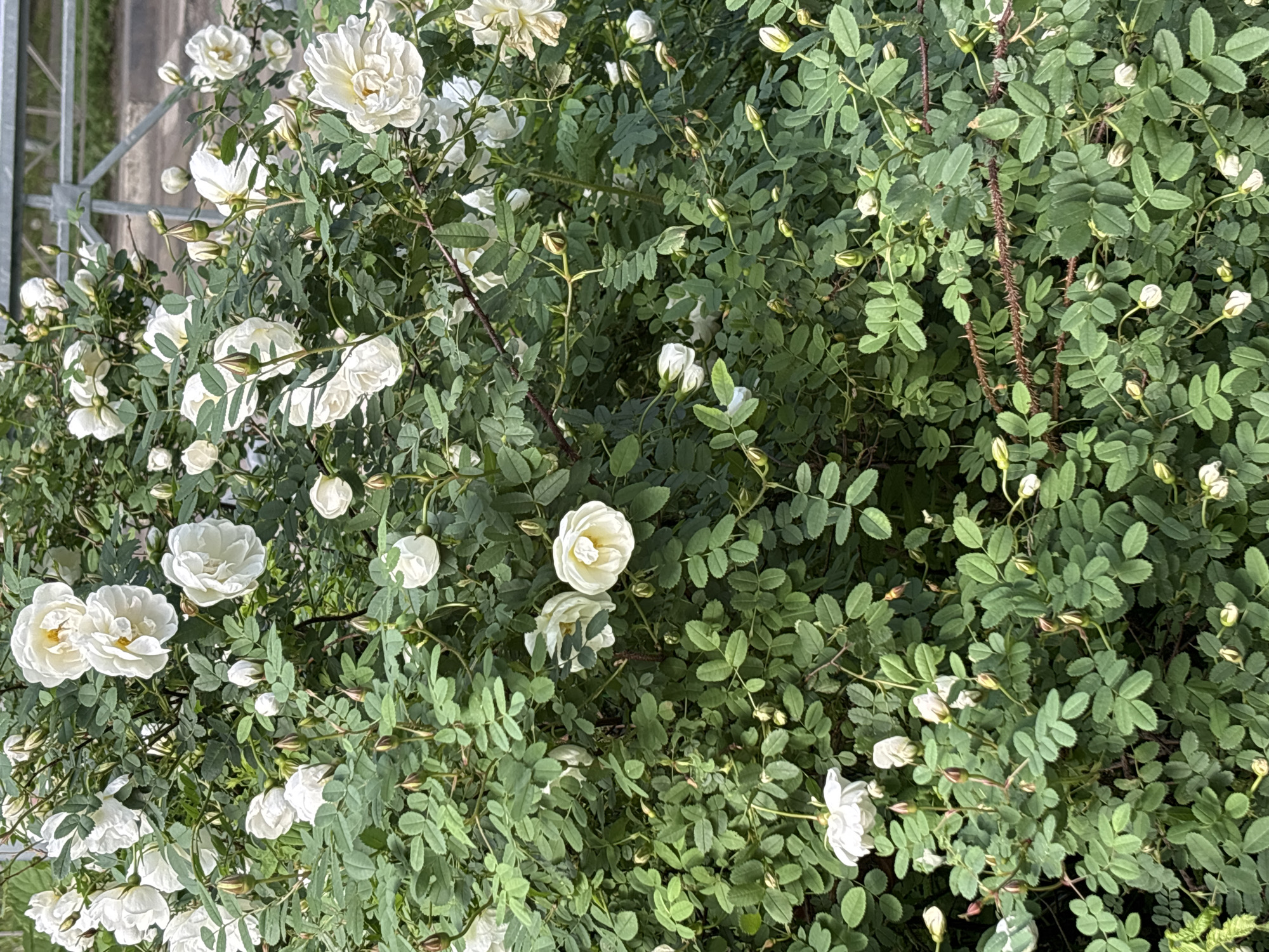 The image displays a close-up view of a lush rose bush, predominantly featuring white roses in various stages of bloom and bud. The foliage is a vibrant green, with many small, serrated leaves characteristic of rose plants. Numerous white flowers are open, showcasing multiple delicate petals and yellow centers, while many more appear as tightly closed buds, some with a faint reddish tint on their sepals.
The scene is an outdoor setting, likely a garden or park in Saint Petersburg, Russia, given the provided context. On the far left side of the main image and in the first crop, a metallic fence or railing is partially visible, suggesting the bush might be growing alongside a path or boundary. The lighting indicates it is daytime, with natural light illuminating the plants, possibly under sunny or bright overcast conditions.
Notable details include the thorny stems of the rose bush, which are visible among the dense foliage, particularly in the third crop. The overall impression is one of natural beauty and vibrant plant life. There are no people, animals, or visible text in the image.