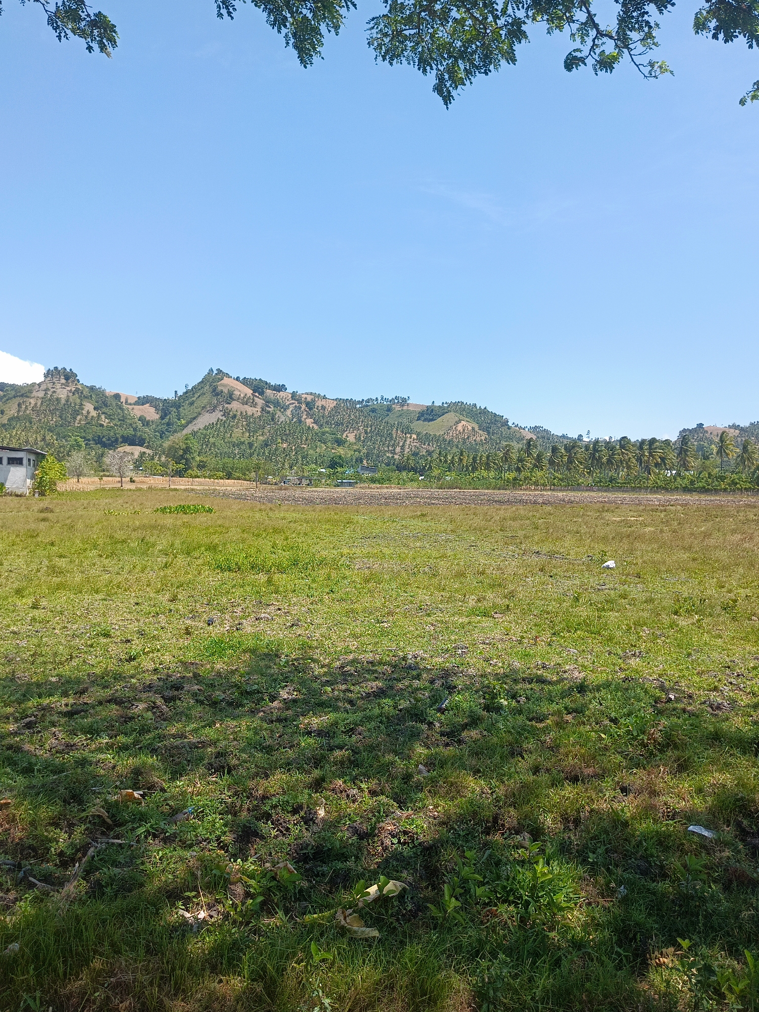 The image depicts a rural landscape with a wide expanse of green grass in the foreground, dotted with patches of dry soil and sparse vegetation. In the mid-ground, a line of palm trees stretches horizontally, separating the grassy field from a backdrop of undulating hills. These hills are covered in a mix of vegetation and bare earth, with some scattered trees. A few simple buildings, including a concrete structure on the left and smaller dwellings further back, are visible amongst the trees and on the hillsides. The sky is a clear, bright blue, suggesting a sunny day. The overall impression is one of a tranquil, agricultural setting in a tropical or subtropical region. The scene is consistent with the environment of Pilolahuwa, Indonesia, known for its natural beauty and rural character.