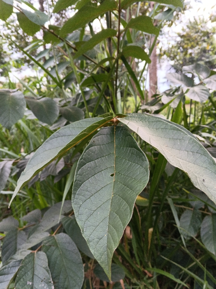 The image displays a close-up, vertical shot of a plant with prominent green foliage. The primary subject is a cluster of dark green, ovate leaves exhibiting distinct venation. The largest and most central leaf in the foreground features a small, irregular perforation located on the right side of its midrib. Other leaves of the same plant are visible, some partially obscured or out of focus. Behind the main subject, a dense, blurred background of green vegetation is present, consistent with tall grasses and foliage from other plants, including what appears to be a tree trunk and branches in the upper background. The scene is illuminated by ambient daylight, suggesting an outdoor environment. No human subjects, animals, or man-made objects are visible within the frame. This vegetation is situated in Mianyang, China.