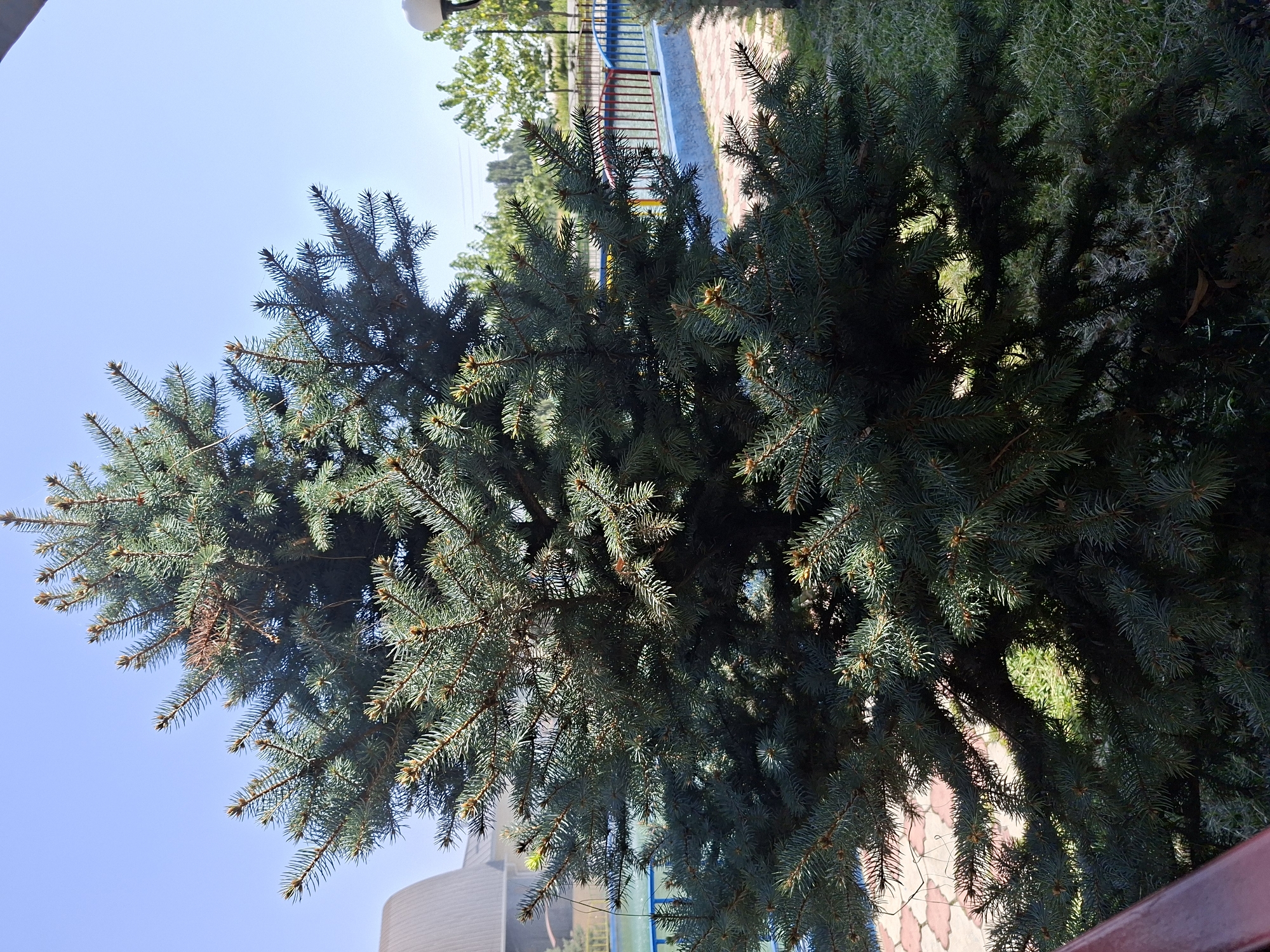 The image depicts an outdoor scene under a clear blue sky, likely in the city of Jar-Kyshtak, Kyrgyzstan. In the foreground, a large, dense evergreen tree dominates the frame, its branches reaching upwards and outwards. The needles are a deep green with hints of blue, and some of the tips appear a lighter, yellowish-green, possibly new growth. Sunlight filters through the branches, creating areas of light and shadow on the foliage and the ground below.
Behind the tree, a blue and light blue fence runs horizontally, separating a paved area from a grassy lawn. The paved area appears to be made of interlocking reddish-brown and beige hexagonal tiles. Beyond the fence, there is a body of water, possibly a pool, with a multi-colored railing (red and blue) around its edge. In the background, various trees with green foliage are visible, and a building with a curved, grey roof can be seen to the left. A light fixture with a white globe is visible on a pole to the far right of the image. The overall impression is a well-maintained outdoor area, possibly a park or residential garden. There are no people or animals visible in the image.