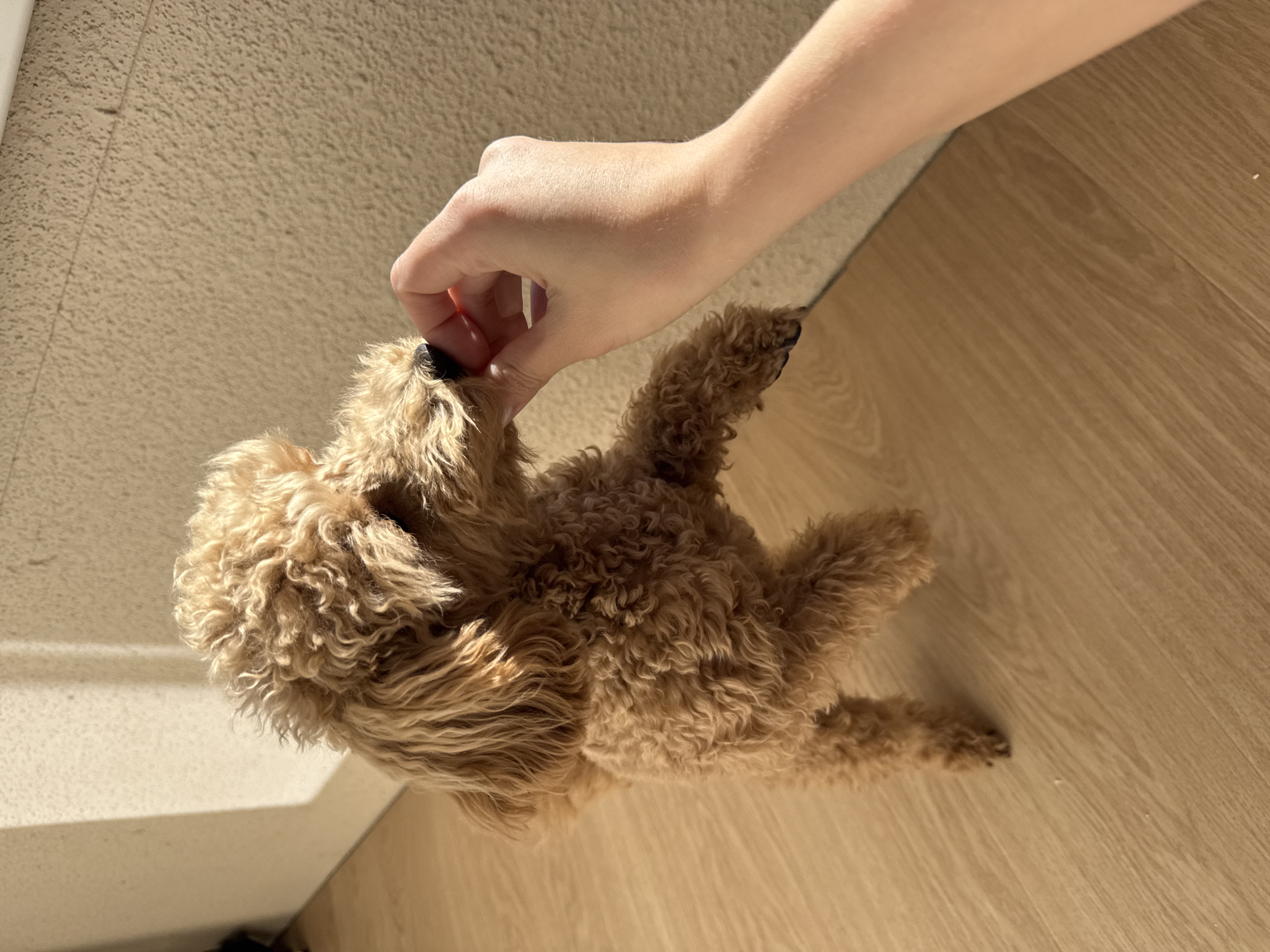 A brown poodle is being fed a small red object by a person's hand. The poodle is lying on a light brown wooden floor. A light beige textured wall is visible in the upper left corner. The location is not discernible from the image.