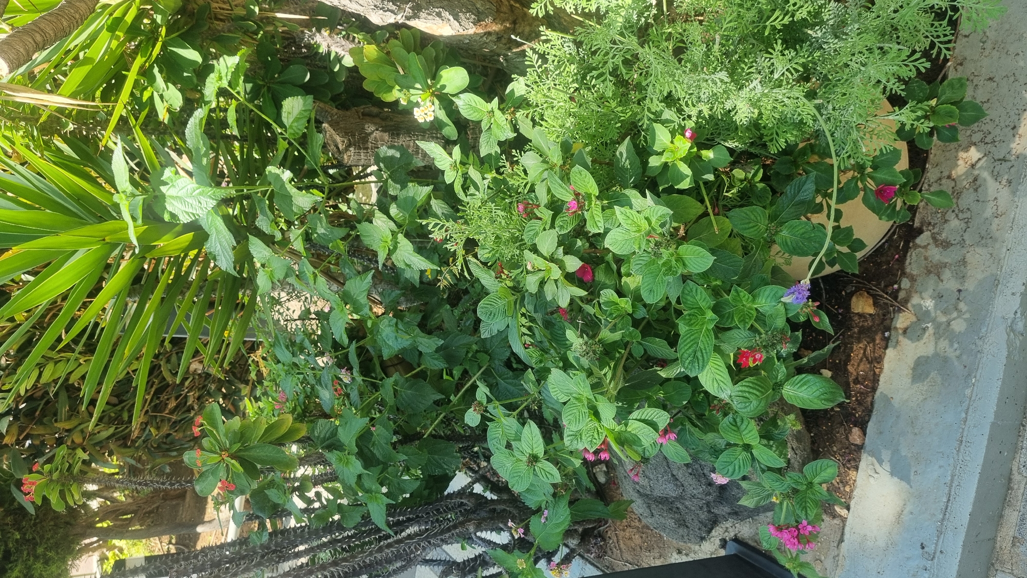 The image shows a variety of plants and flowers in a garden setting. In the foreground, there are some thorny stems with small red flowers and green leaves. To the left, a large palm-like plant with long, green fronds is visible. The central and right portions of the image are filled with lush green foliage and several flowering plants. Some of the flowers are pink, red, and purple, with some small white flowers also present. There is a feathery, light green plant towards the top right. The ground appears to be covered in soil and some rocks. The scene is bathed in bright sunlight, suggesting it is daytime, likely morning or afternoon, with clear weather. The concrete edge of a pathway or border is visible on the right side of the image. The setting appears to be outdoors, in a garden or a natural landscape. There is no visible text in the image. The overall impression is one of vibrant plant life and natural beauty. The location context of Tel-Aviv, Israel, implies a warm climate conducive to this type of garden.