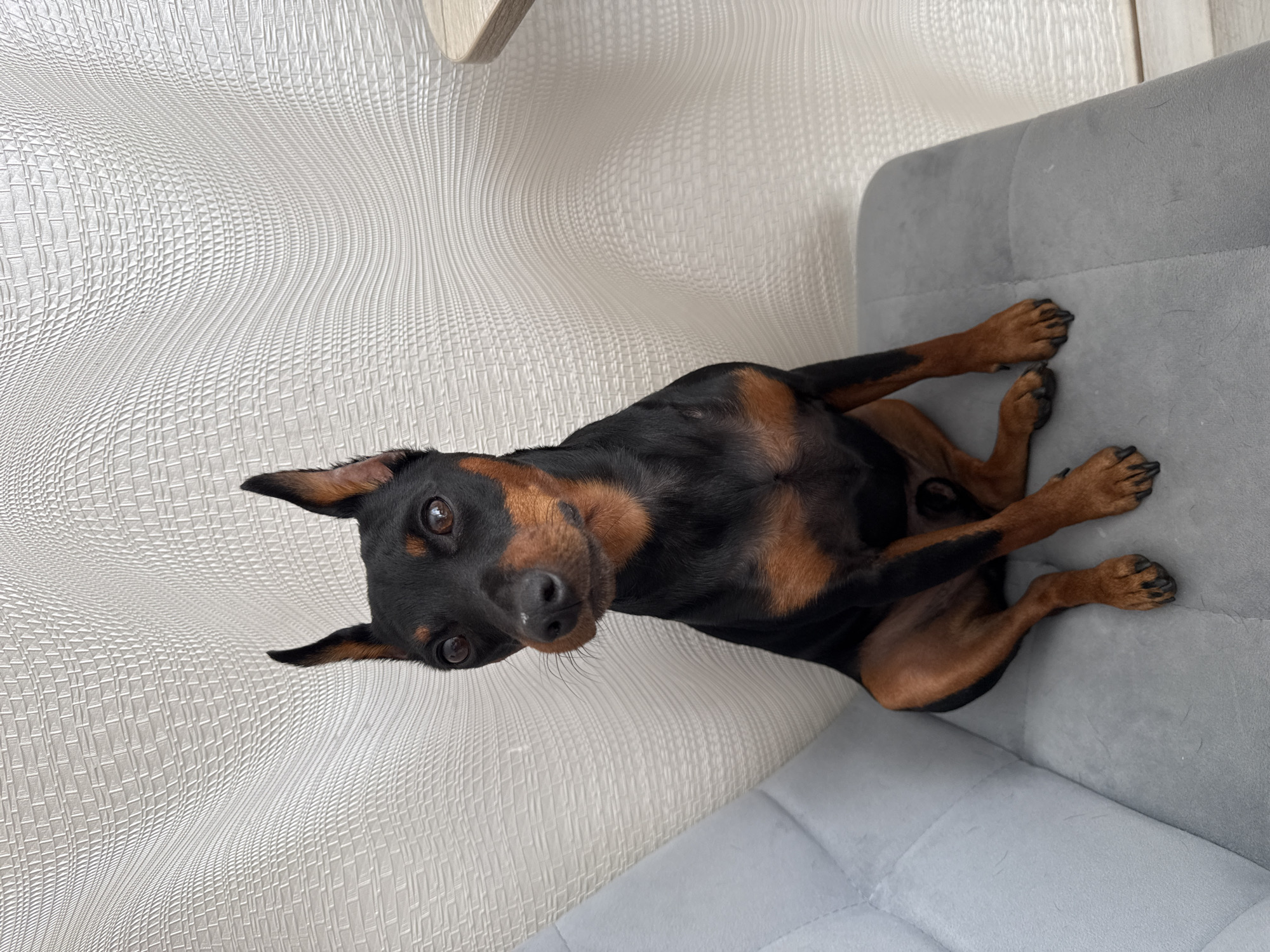 A black and tan Miniature Pinscher sits on a grey upholstered chair against a white textured background. The dog is facing the camera with its head slightly tilted to the left. Its ears are perked up, and its dark eyes are looking forward. The chair appears to be indoors, possibly in a residential setting. There is no indication of the city of Ufa, Russia in the image.