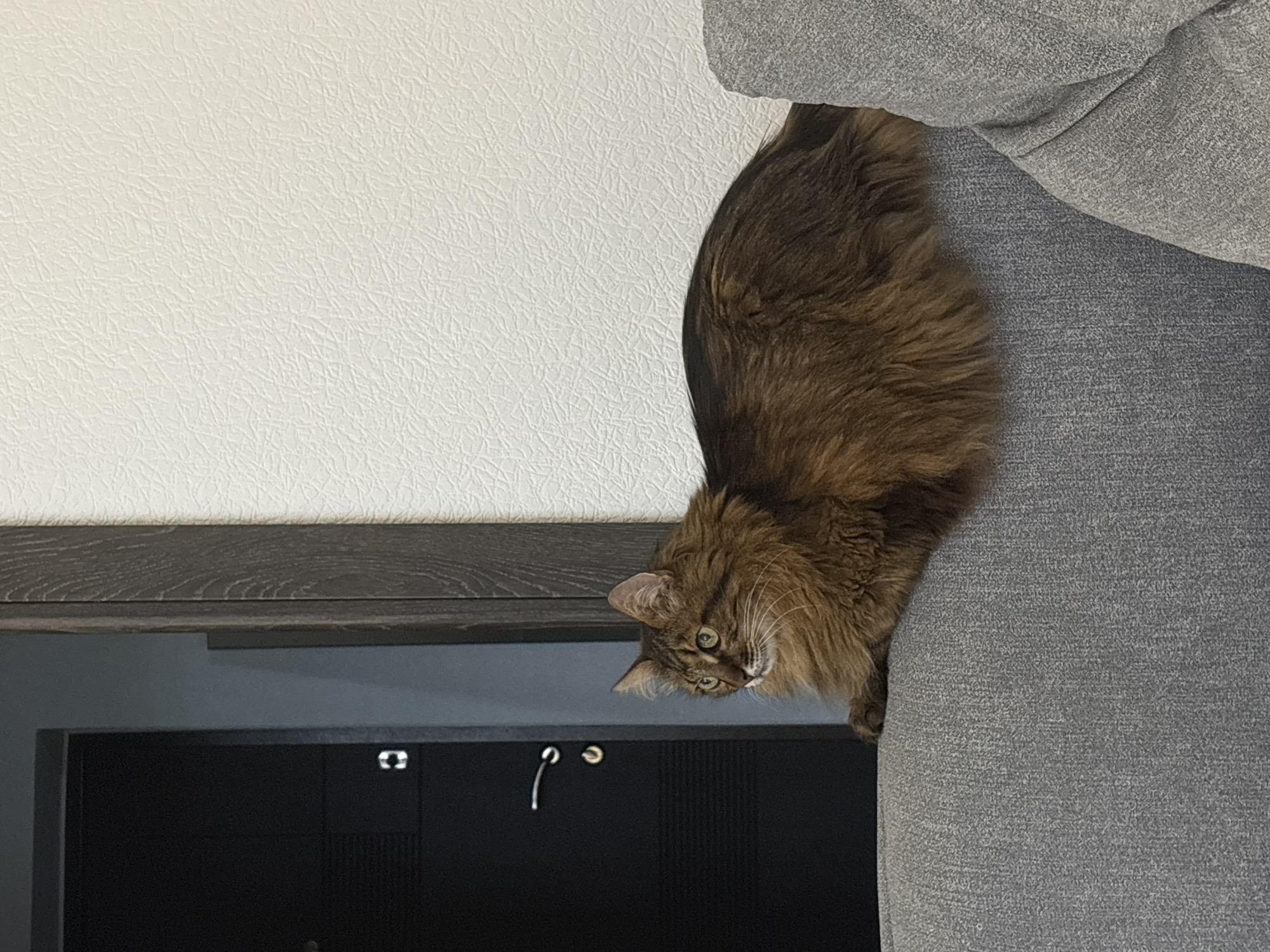 A long-haired brown tabby cat is resting on a grey sofa. The cat is looking to its left, with its body mostly obscured by its fur. Behind the cat, a dark grey door with a silver handle is visible, as well as a white textured wall. The scene appears to be indoors. There is no information provided that can determine the location in Kyiv, Ukraine.