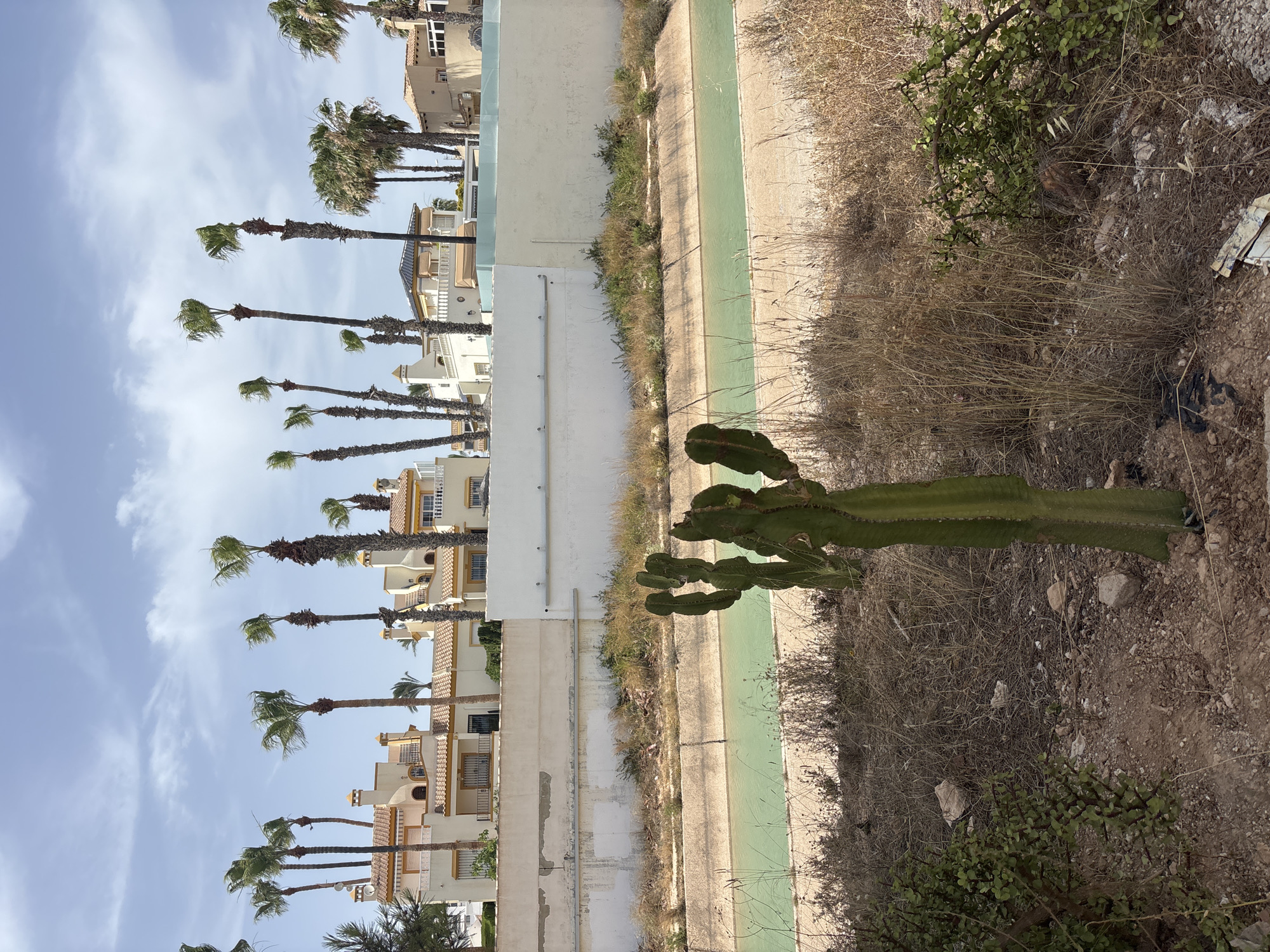 In Orihuela, Spain, a large cactus stands in the foreground on the right, with dry grass and shrubs surrounding it. Behind the vegetation, a concrete canal filled with pale green water runs horizontally across the image. Beyond the canal, a low, rough-textured wall separates the foreground from a series of stucco buildings with orange-tiled roofs. Several tall palm trees with sparse fronds are scattered between the buildings and in front of the structures. The sky above is light blue with scattered white clouds.