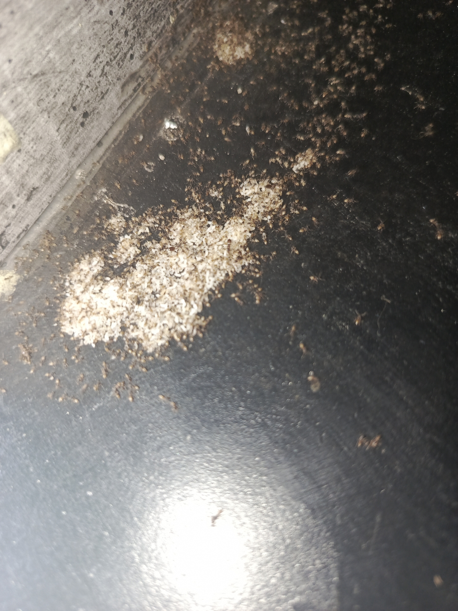 The image shows a close-up view of an ant infestation in what appears to be an interior corner. There are numerous small, brown ants clustered around a mass of white, granular material, likely ant eggs or larvae. The surface is dark and possibly metallic or plastic. The context of Tinaquillo, Venezuela is unknown.