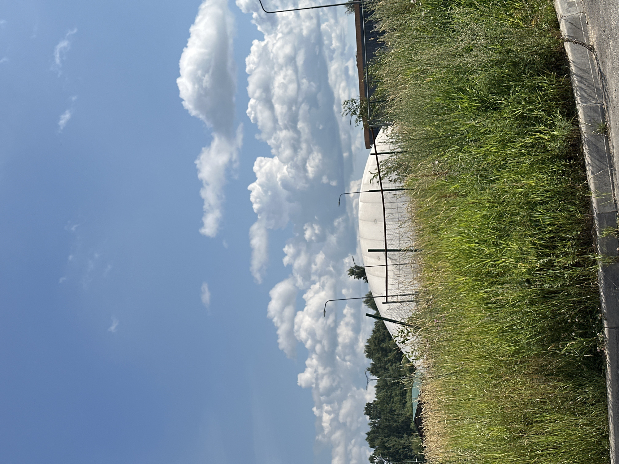 In Vsevolozhsk, Russia, a white, inflatable dome structure is visible behind a tall, green grassy field and a black metal fence. Two streetlights are positioned in front of the dome. The sky above is bright blue with scattered white clouds. In the background, a dense line of green trees borders the landscape. A darker structure, possibly a building, is partially visible to the right of the dome. The foreground shows the edge of an asphalt road with a concrete curb.