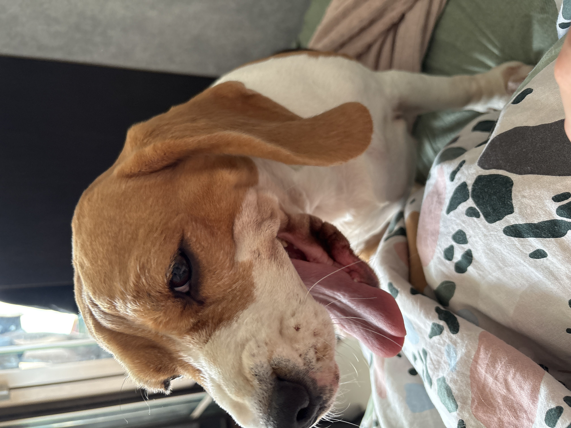 A close-up, slightly tilted, full-frame shot captures a beagle dog lying on patterned bedding. The beagle has brown and white fur, with floppy brown ears and a long pink tongue protruding from its mouth. The dog's eye is visible, and it appears to be looking towards the viewer. The bedding has a white background with a scattered pattern of pink, green, and dark grey shapes. The location in the city of Марковский, Russia cannot be determined from the image.