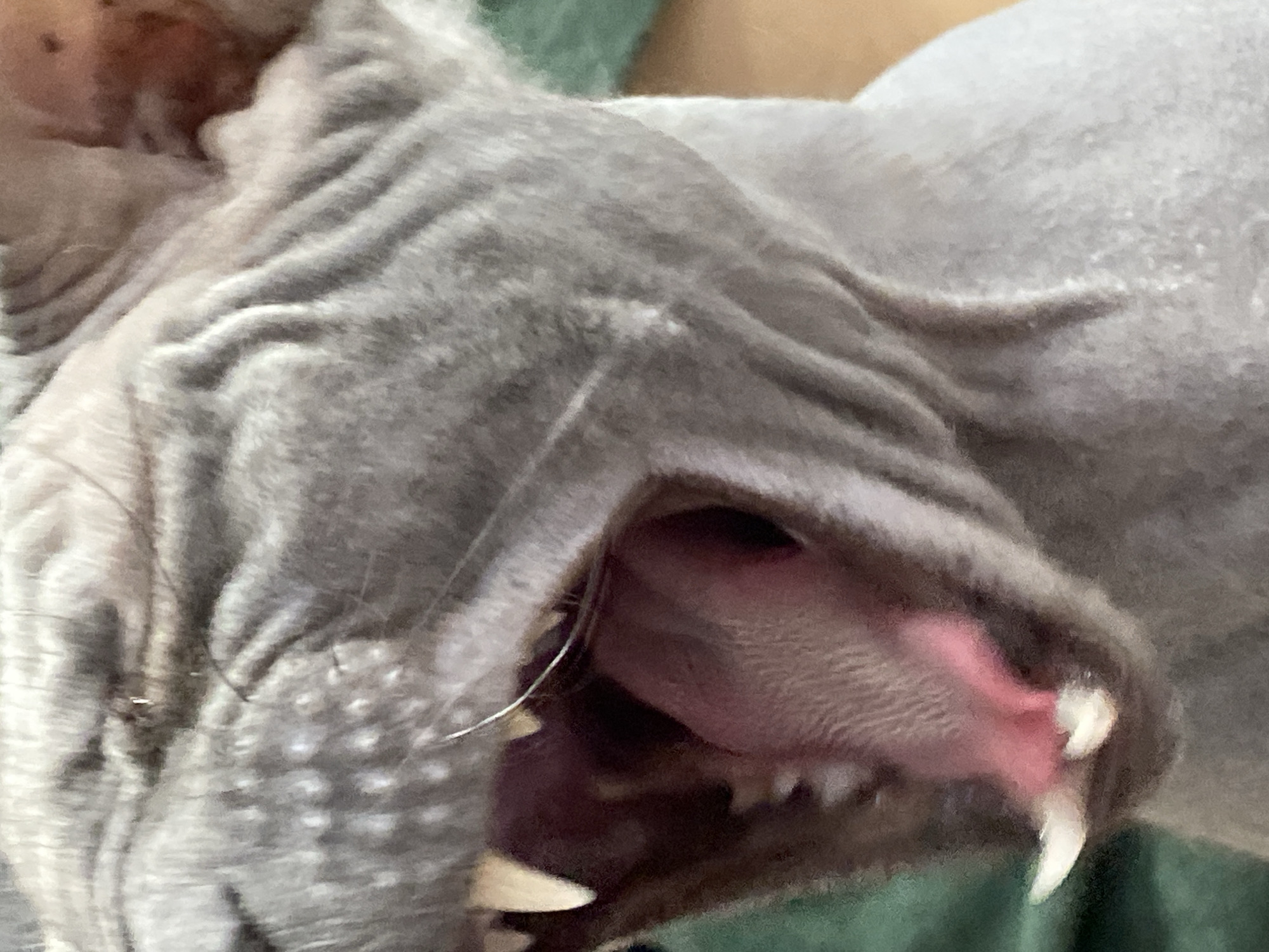 This close-up image features a Sphynx cat, captured in a moment with its mouth wide open. The cat's distinctive hairless, wrinkled skin is prominent, particularly around its face, neck, and upper body, which exhibits a greyish tone. Its pink tongue is partially visible and slightly curled, extending from its mouth, revealing sharp white canine teeth on both the upper and lower jaws.
The cat appears to be in the midst of an action, possibly a yawn, a meow, or a playful vocalization. A thin, light-colored strand, resembling a whisker or a piece of fiber, can be seen near the left corner of its open mouth. The background is soft and out of focus, showing blurred patches of a green fabric, possibly a blanket or clothing, and a warm, skin-toned area, suggesting an indoor setting and interaction with a person. There is no visible text in the image. The location context for this image is Votkinsk, Russia.