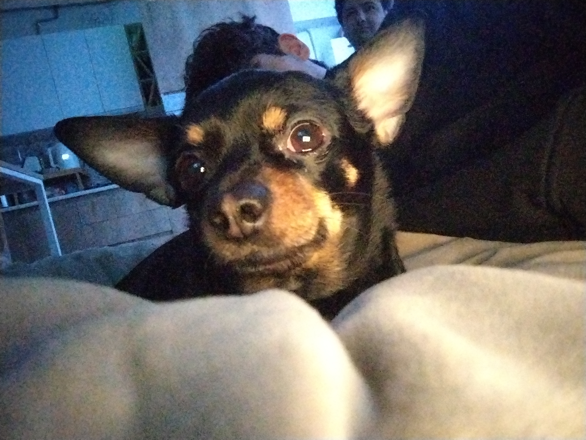 A close-up shot features a small, black and tan dog, possibly a Chihuahua, looking directly at the camera with wide, attentive brown eyes and perked ears. Its muzzle and areas above its eyes display tan markings, contrasting with its mostly dark fur. The dog rests on a light-colored, soft blanket or bedding, which fills the foreground and curves around the animal.
In the blurred background, partially visible, are two individuals. One person's head and shoulder are seen behind the dog, facing the camera, while another person's face is dimly discernible further back and to the left. The indoor setting appears to be a relaxed home environment, possibly a living room or bedroom. The background includes elements like light blue-toned walls or furniture, illuminated by dim artificial lighting, which suggests the photo was taken in the evening or at night. The image has a slightly grainy texture. No text is visible in the media file. The location context for this image is Yerevan, Armenia.