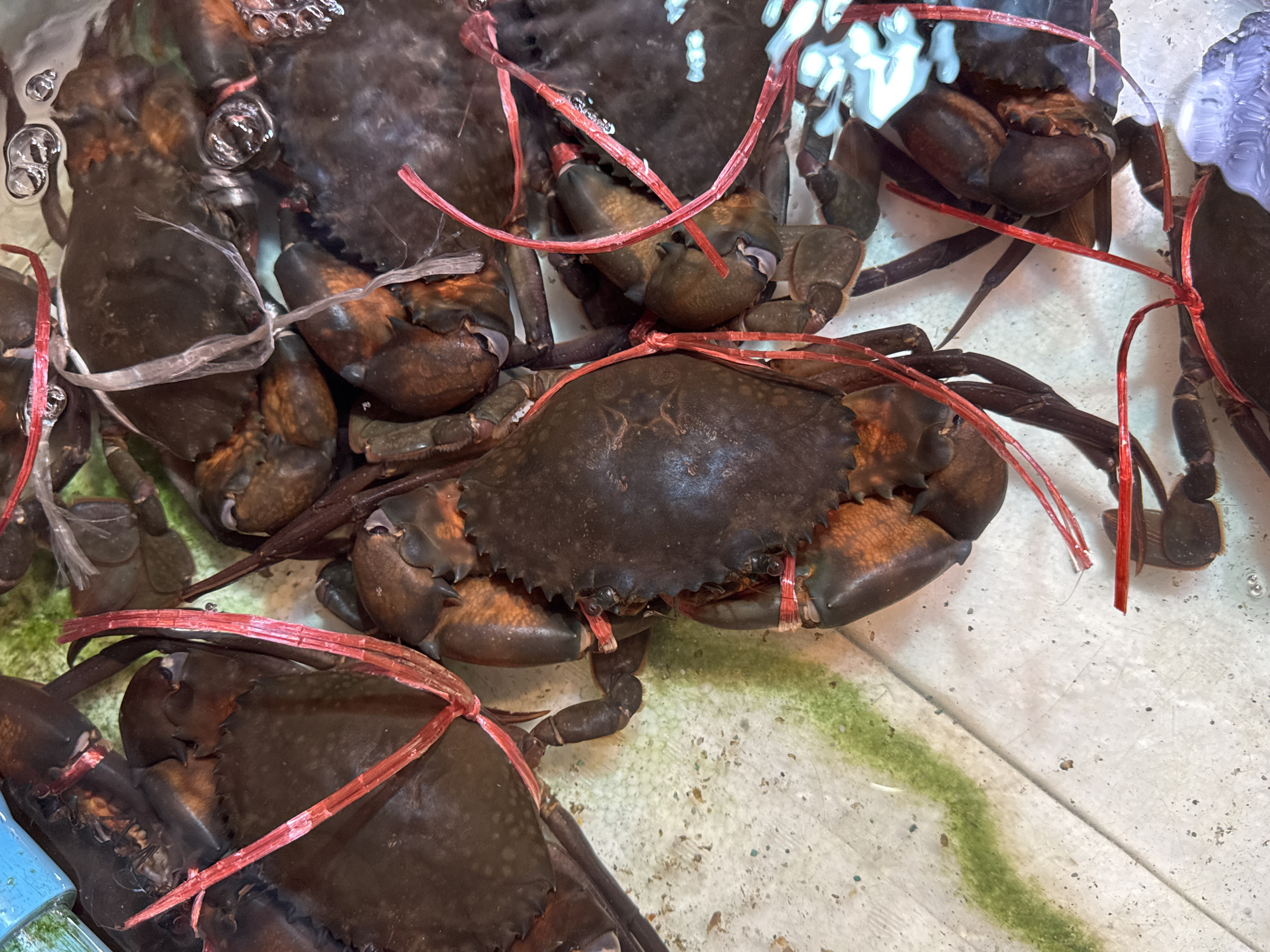 In Karon, Thailand, a close-up shot captures several live crabs submerged in clear water, resting on a light-colored surface, possibly a tank or shallow pool. The crabs, predominantly dark brown with reddish-orange accents on their legs and claws, are bound with red string. Their legs and claws are tucked in, some partially obscured by the water's surface, which reflects light and shows small bubbles. The water itself appears clean, with a faint green algal growth visible on the submerged surface in the lower left quadrant of the image. The scene is tightly framed, focusing on the crabs and their immediate surroundings, suggesting a market or seafood display.