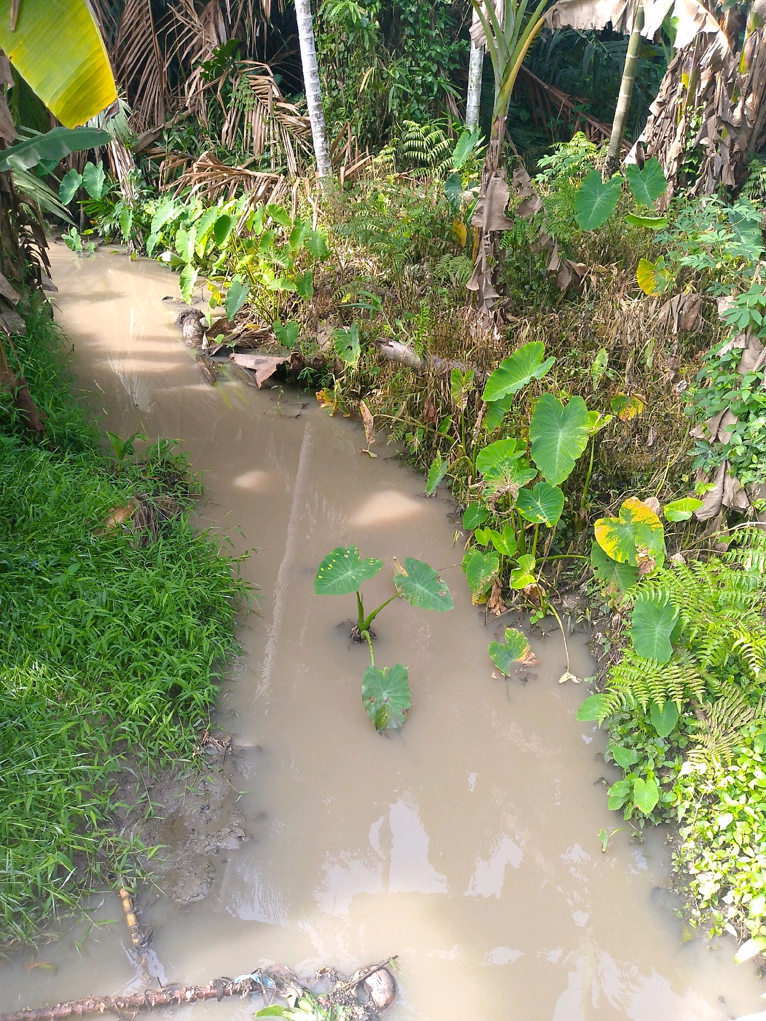 A narrow, muddy canal flows through lush vegetation in Limbong, Indonesia. The canal is approximately three meters wide, with murky brown water reflecting the overcast sky. On the left bank, vibrant green grass grows densely, bordered by the muddy edge of the canal. A large fallen log, covered in debris, lies submerged in the water. On the right bank, taro plants with large, heart-shaped leaves emerge from the water, interspersed with ferns and other tropical foliage. Banana trees with their characteristic large leaves and dried fronds are visible in the background, adding to the dense jungle-like atmosphere. The scene is peaceful and natural, conveying a sense of the rural Indonesian landscape.