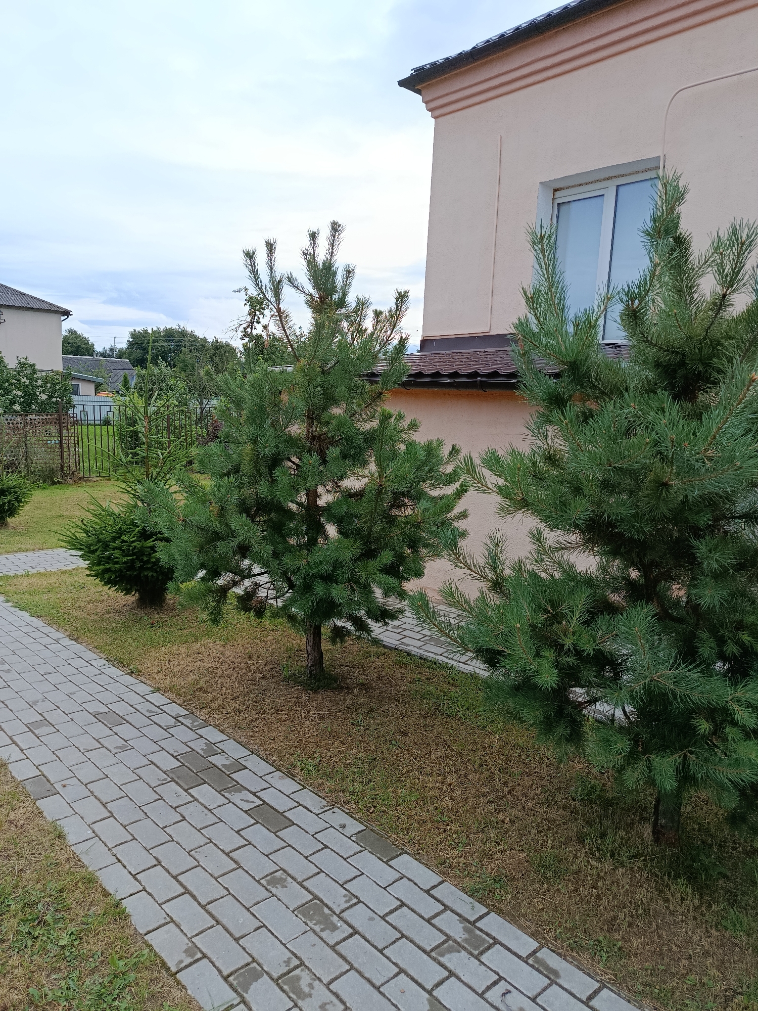 This media file shows a view of a residential area with a paved walkway and some evergreen trees in front of a building. The building is light-colored with a brown roof and a white-framed window. The walkway is made of grey interlocking bricks. Several small to medium-sized evergreen trees, likely pines and possibly a spruce, are planted along the walkway. In the background, there are other houses, a fence, and more trees. The sky is overcast with clouds. The scene suggests an outdoor setting during the day, possibly in the late afternoon given the soft light. There is no visible text in the image. The location context provided is "Смілавіцкі сельскі Савет, Belarus." The overall impression is one of a quiet suburban or rural residential environment.