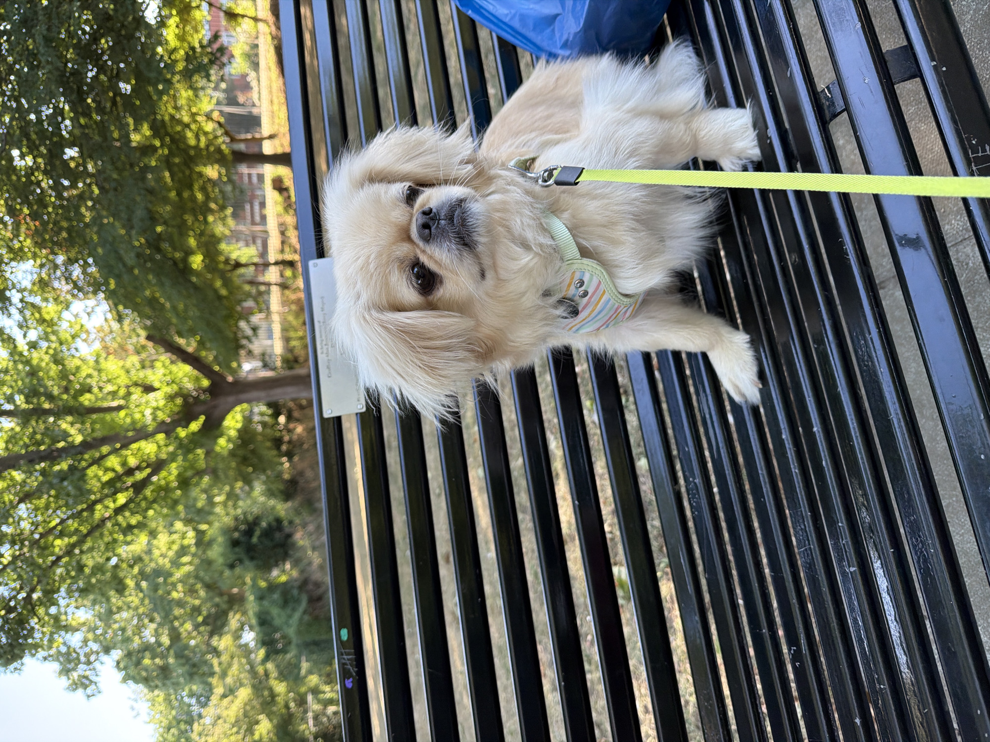 A small, fluffy, light-colored dog with a striped harness and a bright yellow leash is sitting on a black slatted park bench. The dog is looking to its right with its ears perked. Behind the dog, trees with green foliage are visible, suggesting an outdoor, park-like setting. A bright blue bag is to the right of the dog. The bench appears to be in a public area, as indicated by a small plaque on the backrest.