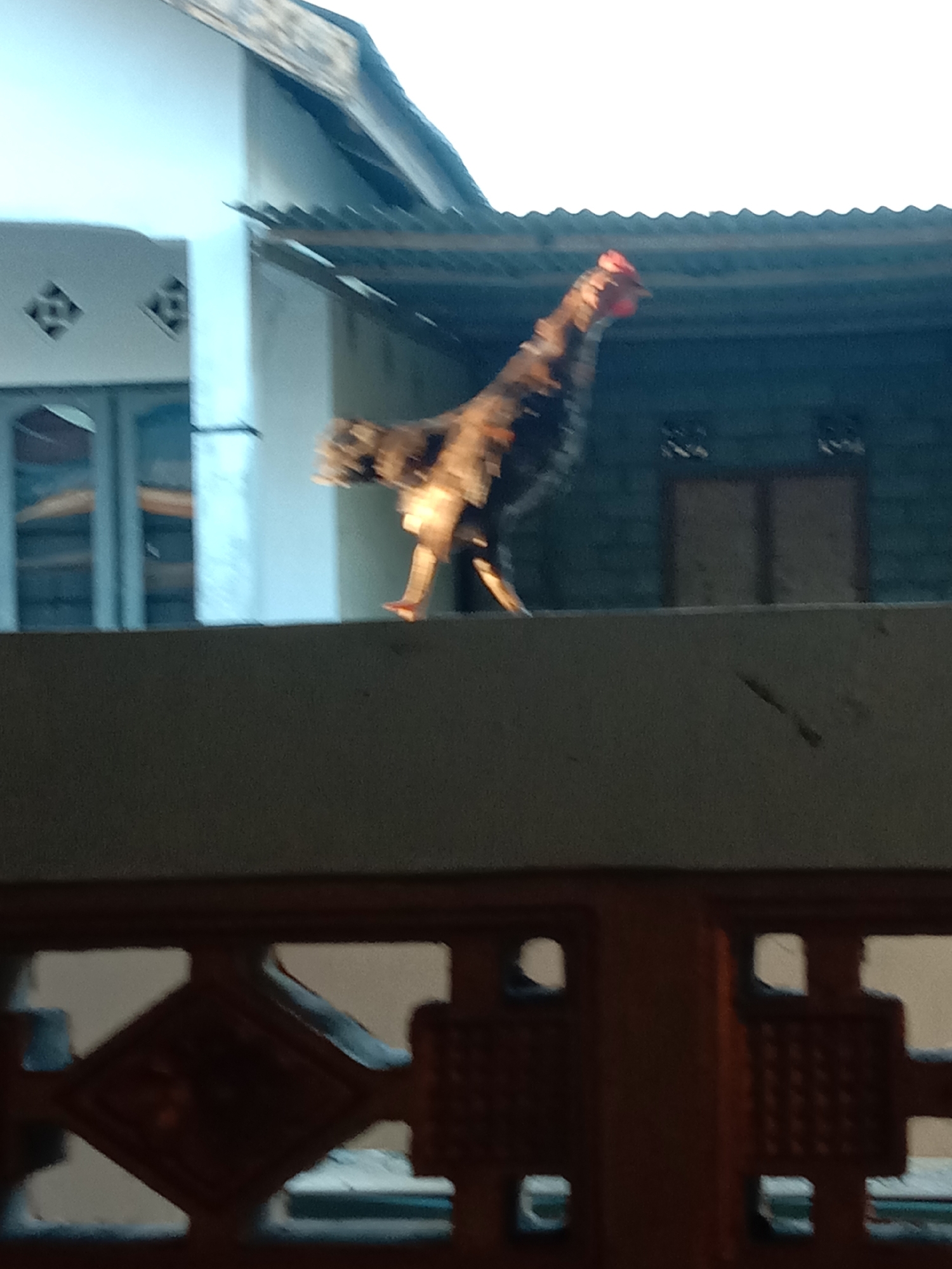 A rooster stands on a wall in Kwandang, Indonesia, with its body facing left and its head tilted upwards to the right. The rooster has dark feathers with reddish-brown and tan accents. Its legs are visible, with one leg extended forward. Behind the rooster, a building with a corrugated metal roof is visible. The wall the rooster is standing on appears to be made of concrete. The foreground shows a decorative wooden railing with geometric cutouts. The lighting suggests it is either early morning or late afternoon.