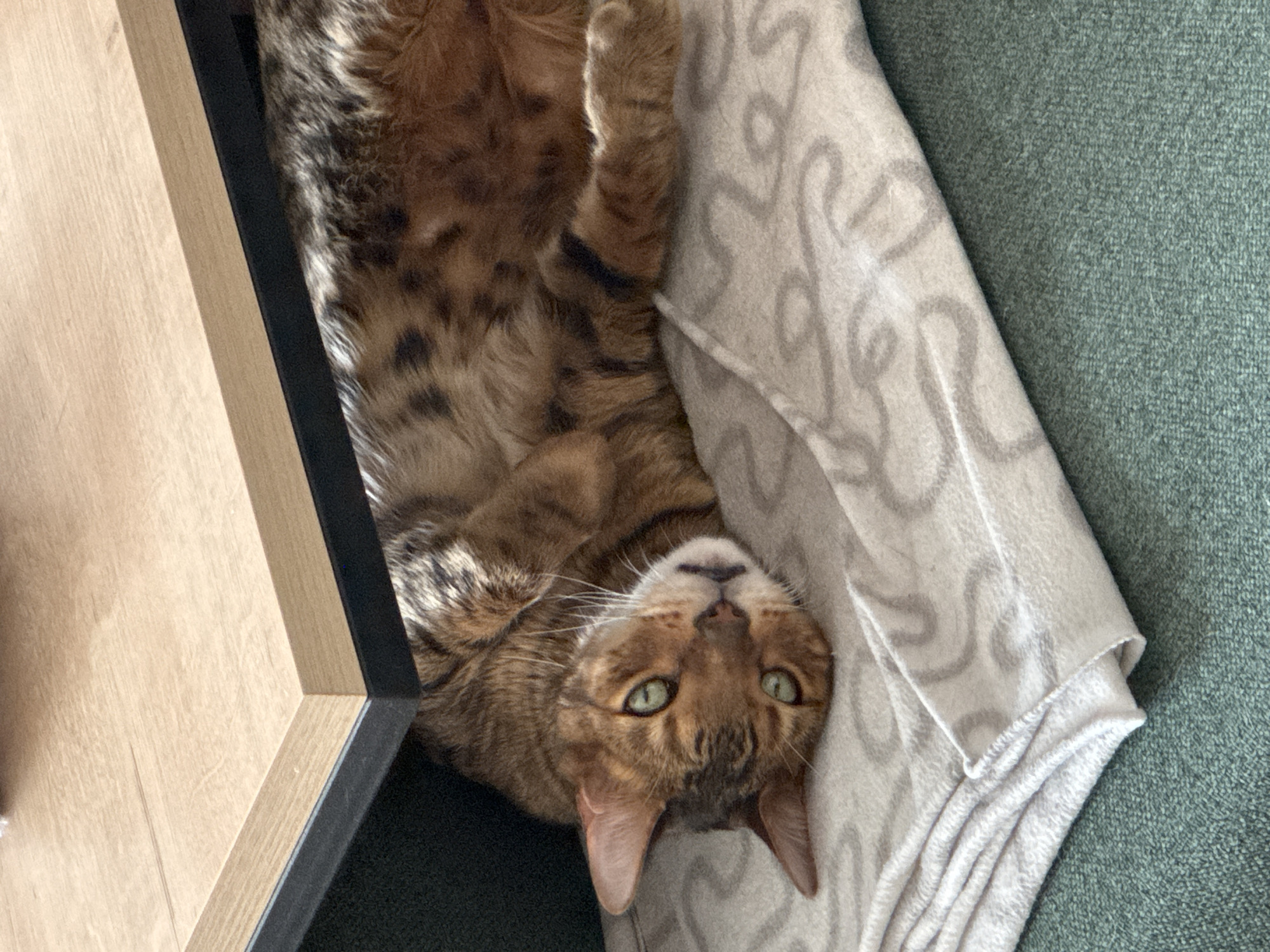 A brown spotted cat with green eyes lies upside down on a light gray blanket with a looped pattern. The blanket is draped partially over a green-gray textured surface. The cat is positioned near the edge of a wooden and black-trimmed surface, possibly a piece of furniture. The location is Unknown, Unknown.